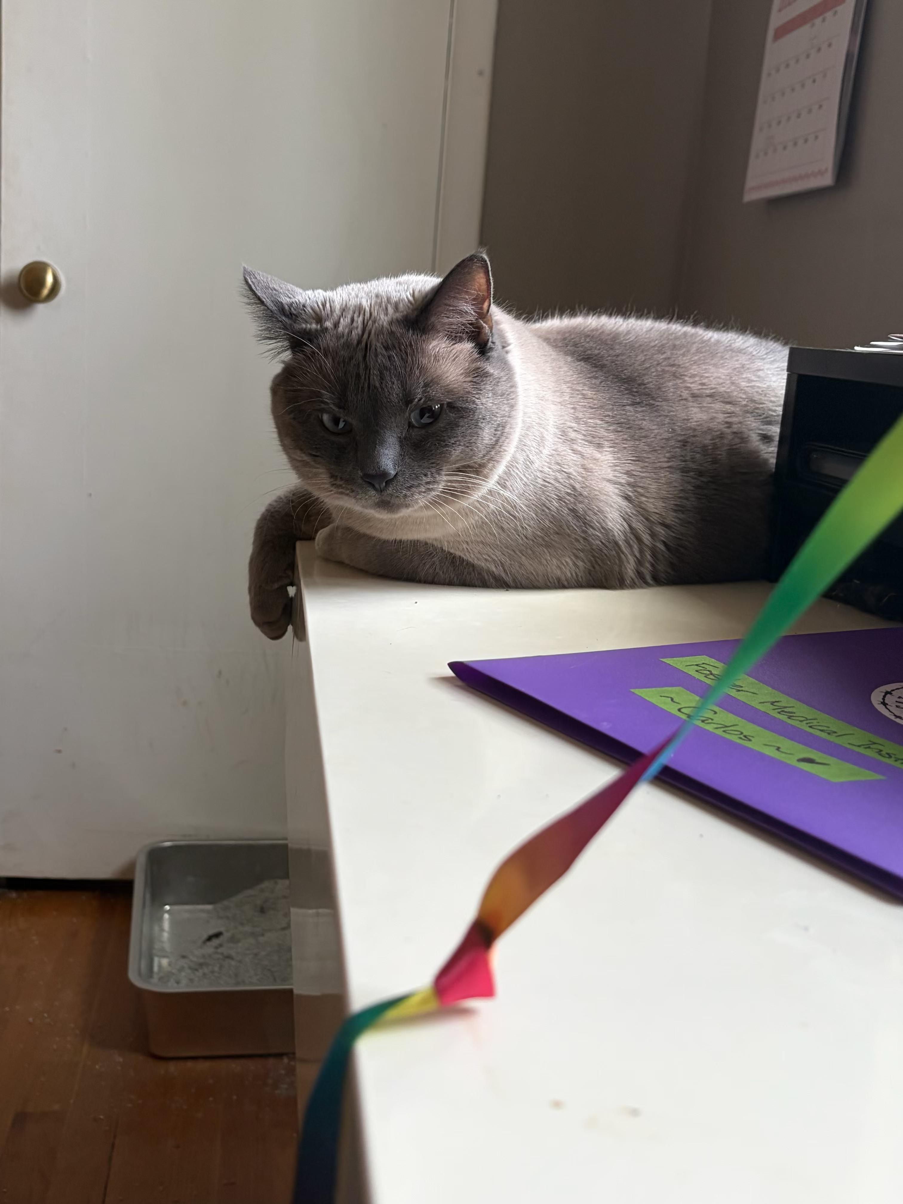 Enlarge Carlos, an adopted Domestic Short Hair in Columbus, OH image 6/6