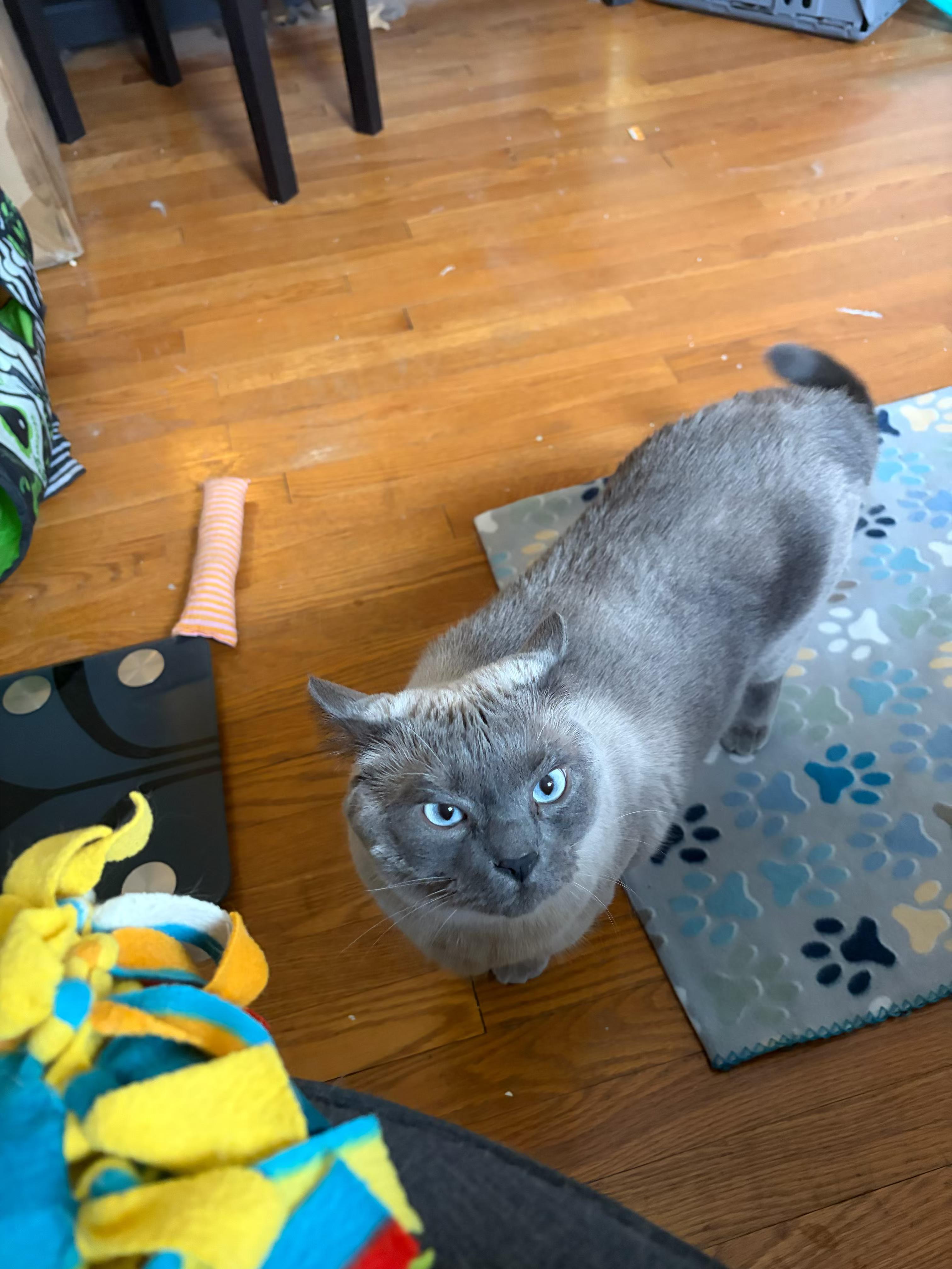 Enlarge Carlos, an adopted Domestic Short Hair in Columbus, OH image 4/6