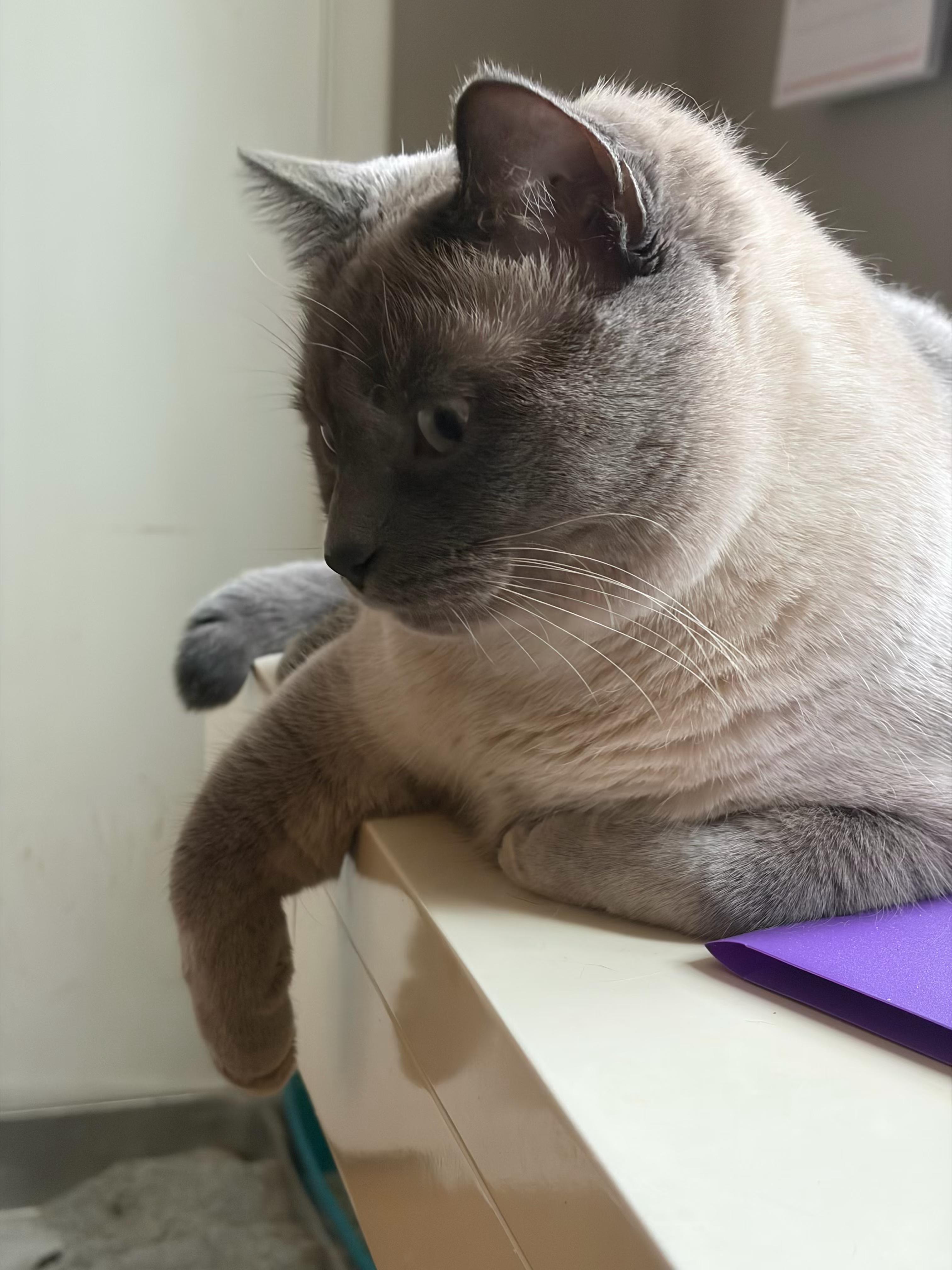 Enlarge Carlos, an adopted Domestic Short Hair in Columbus, OH image 5/6