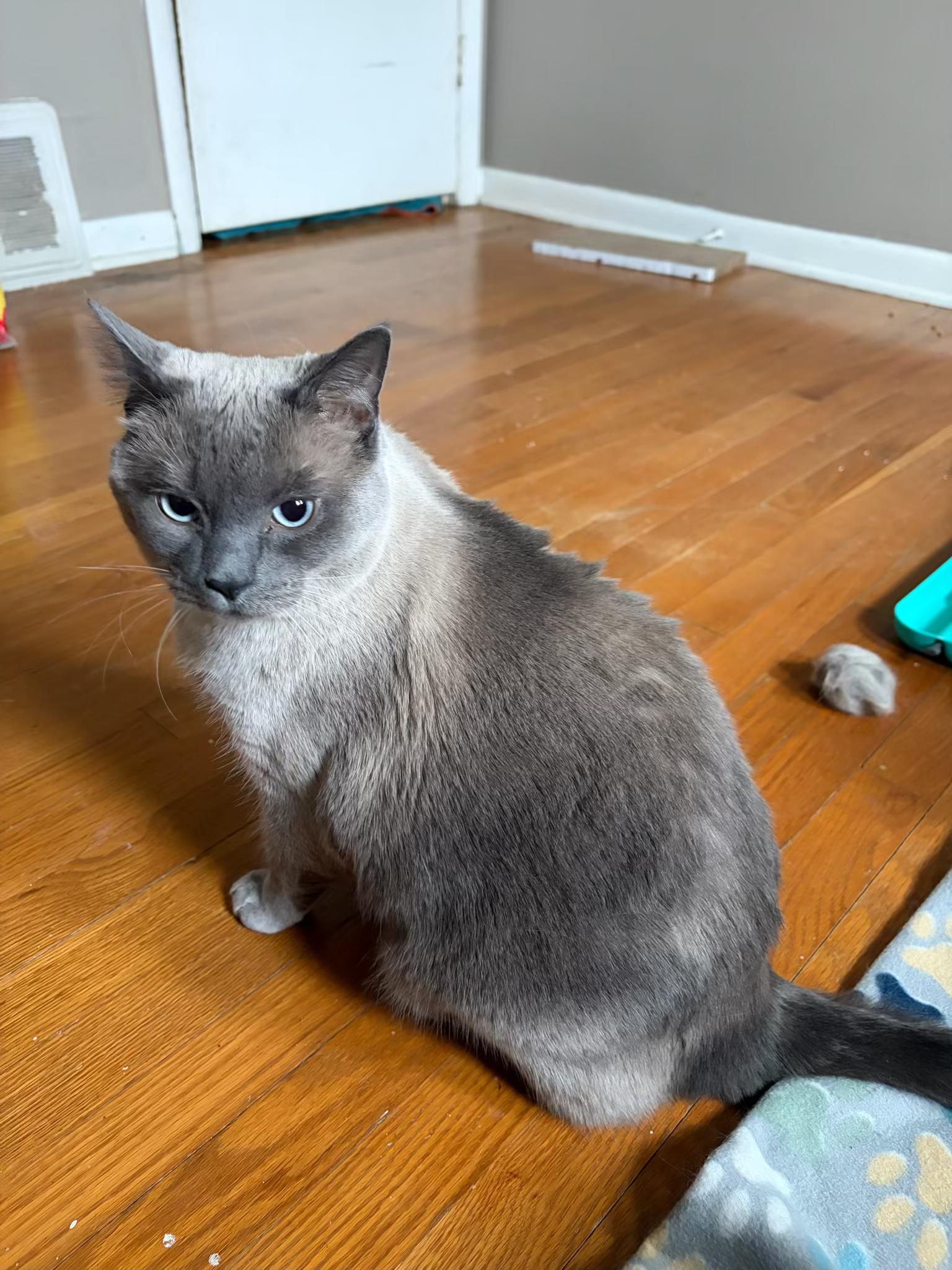 Enlarge Carlos, an adopted Domestic Short Hair in Columbus, OH image 2/6