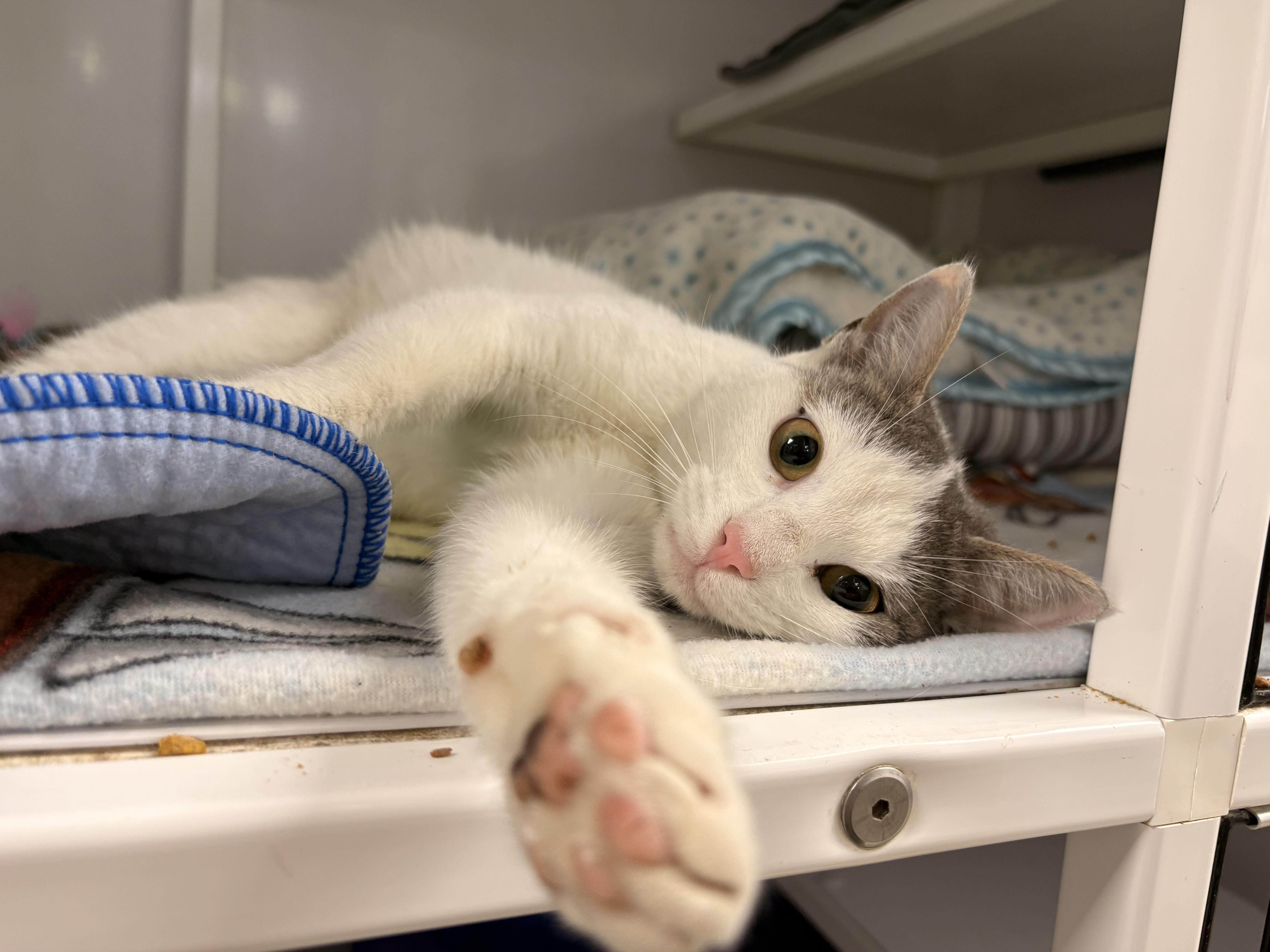 Thistle, ADOPTABLE, Young Female Domestic Short Hair.