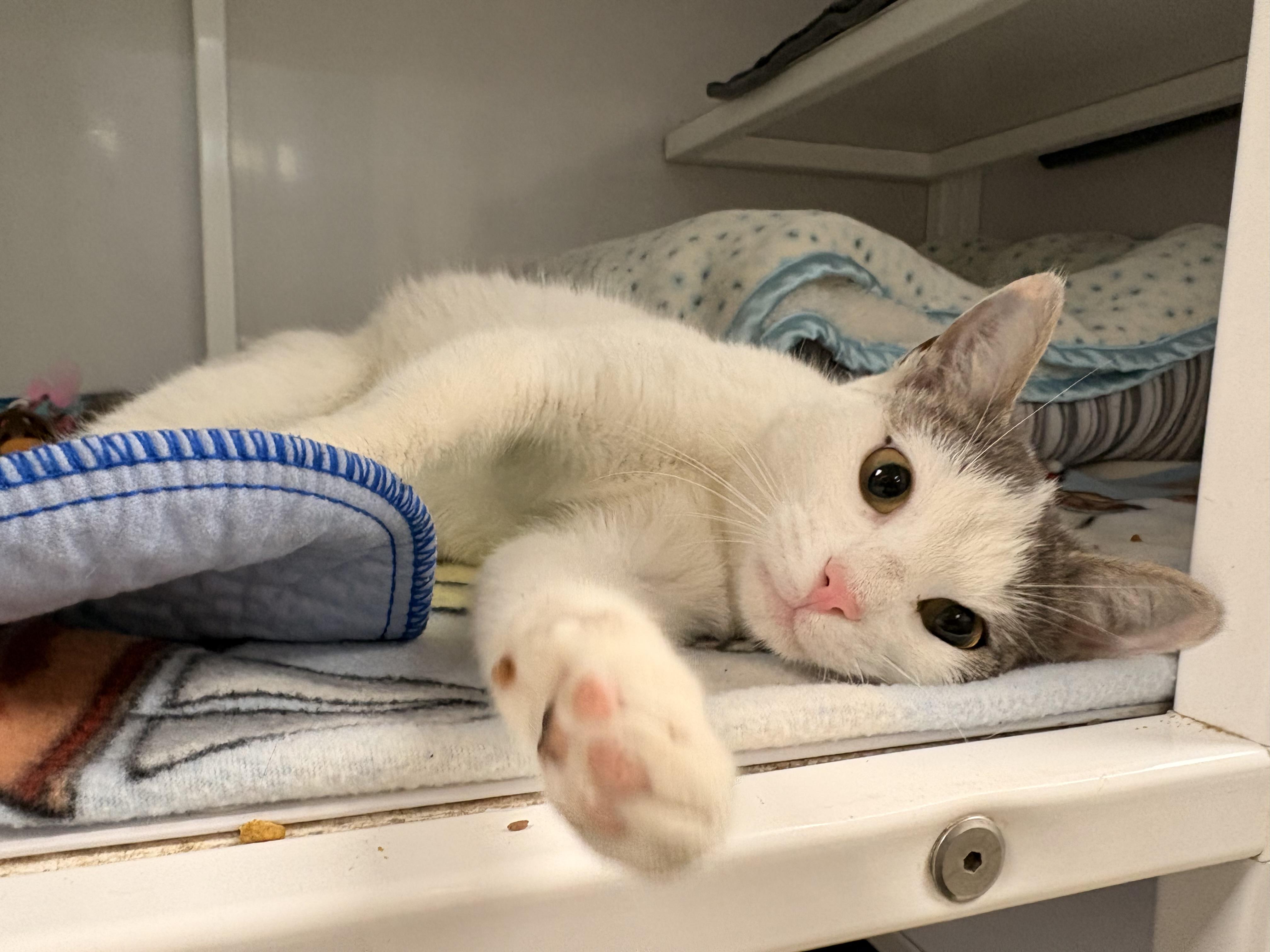 Enlarge Thistle, a ADOPTABLE Domestic Short Hair in White Oak, PA image 2/4