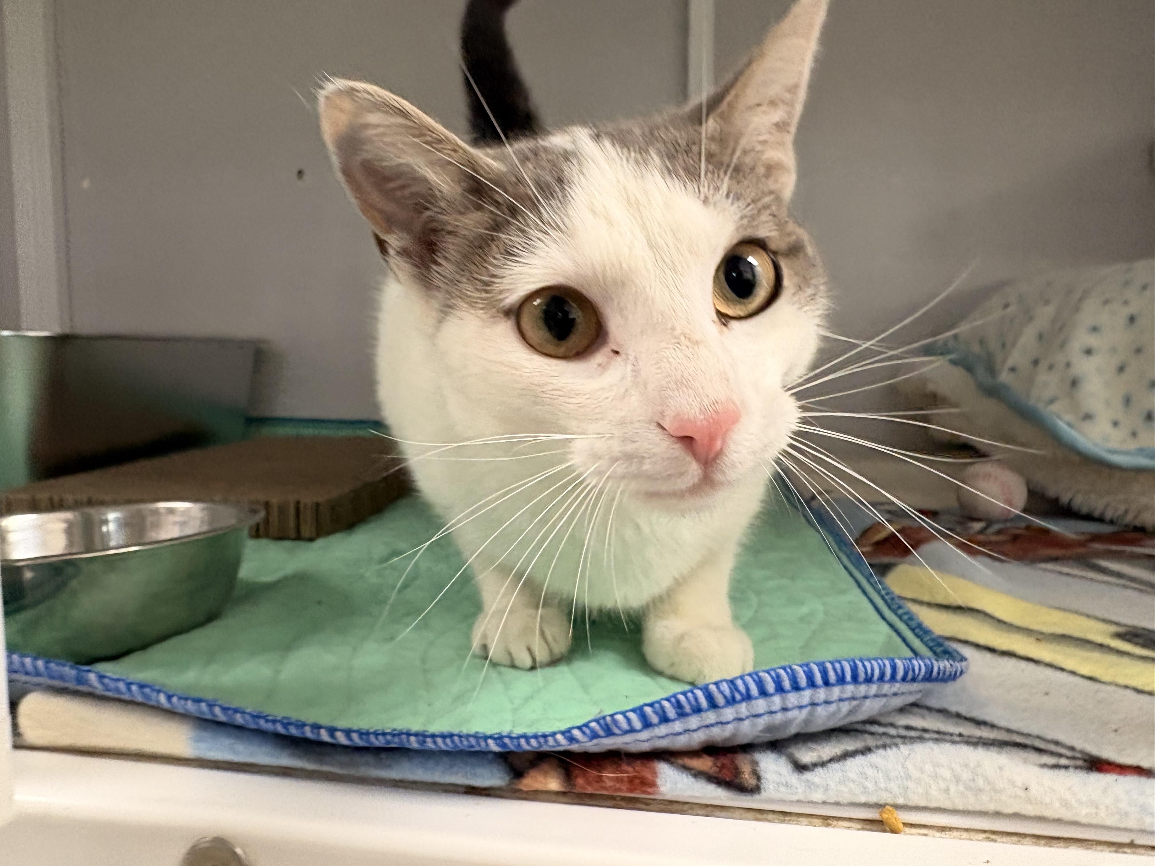 Enlarge Thistle, a ADOPTABLE Domestic Short Hair in White Oak, PA image 3/4
