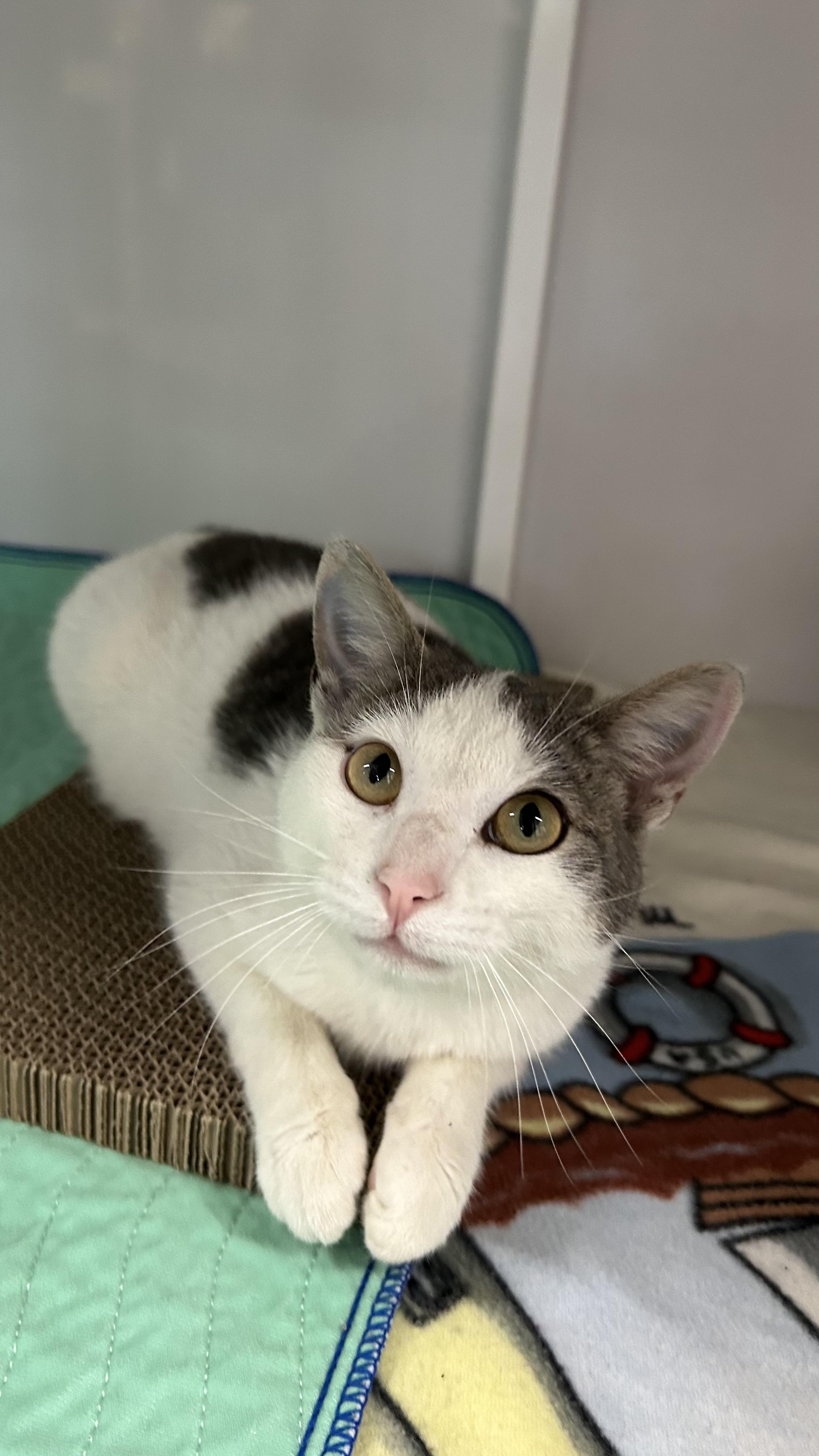 Enlarge Thistle, a ADOPTABLE Domestic Short Hair in White Oak, PA image 4/4