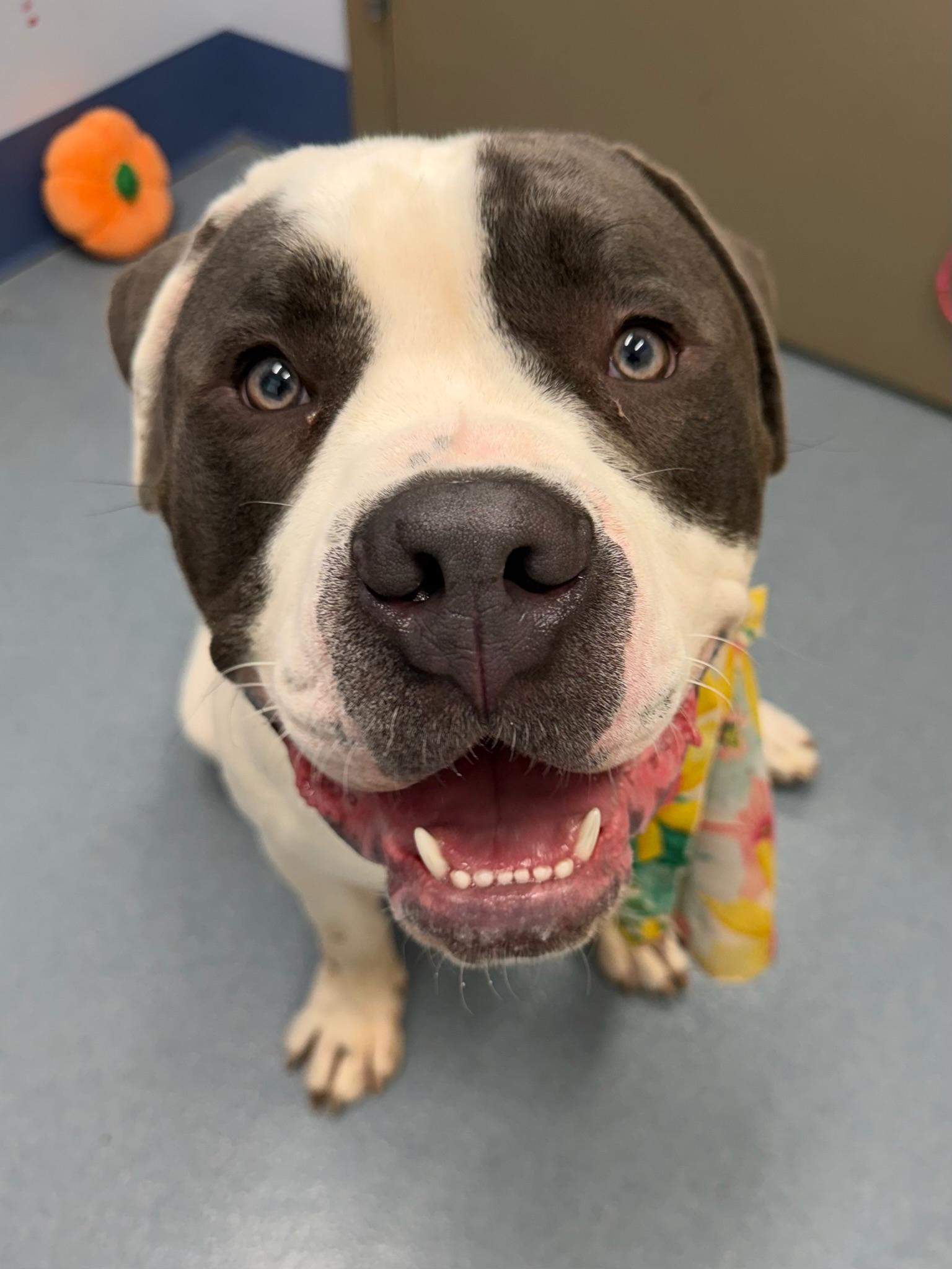 Enlarge Jamba Tag 775, a ADOPTABLE mixed breed in Central Islip, NY image 1/1