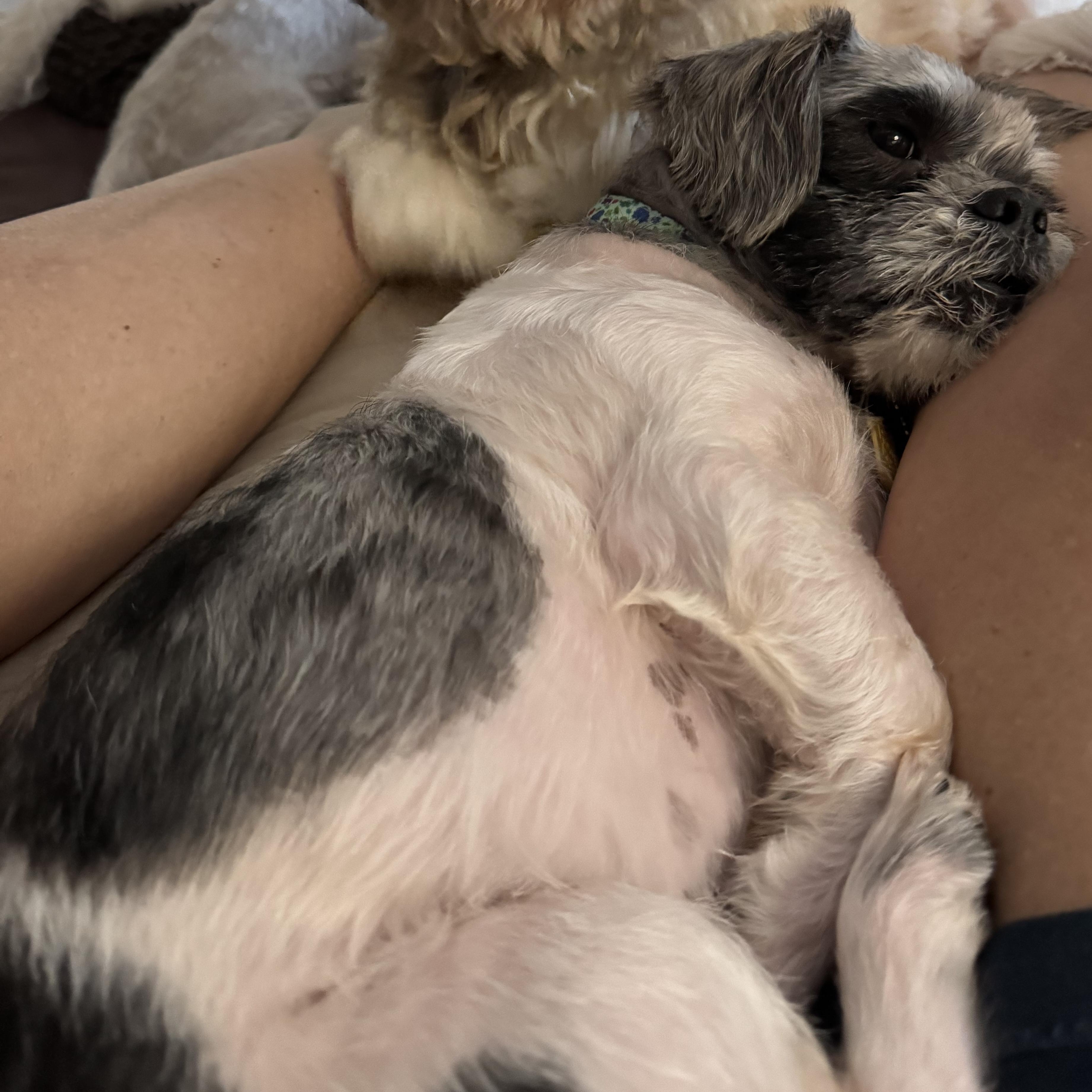 Enlarge Connor Passage, a Adoptable Lhasa Apso in Plano, TX image 3/3