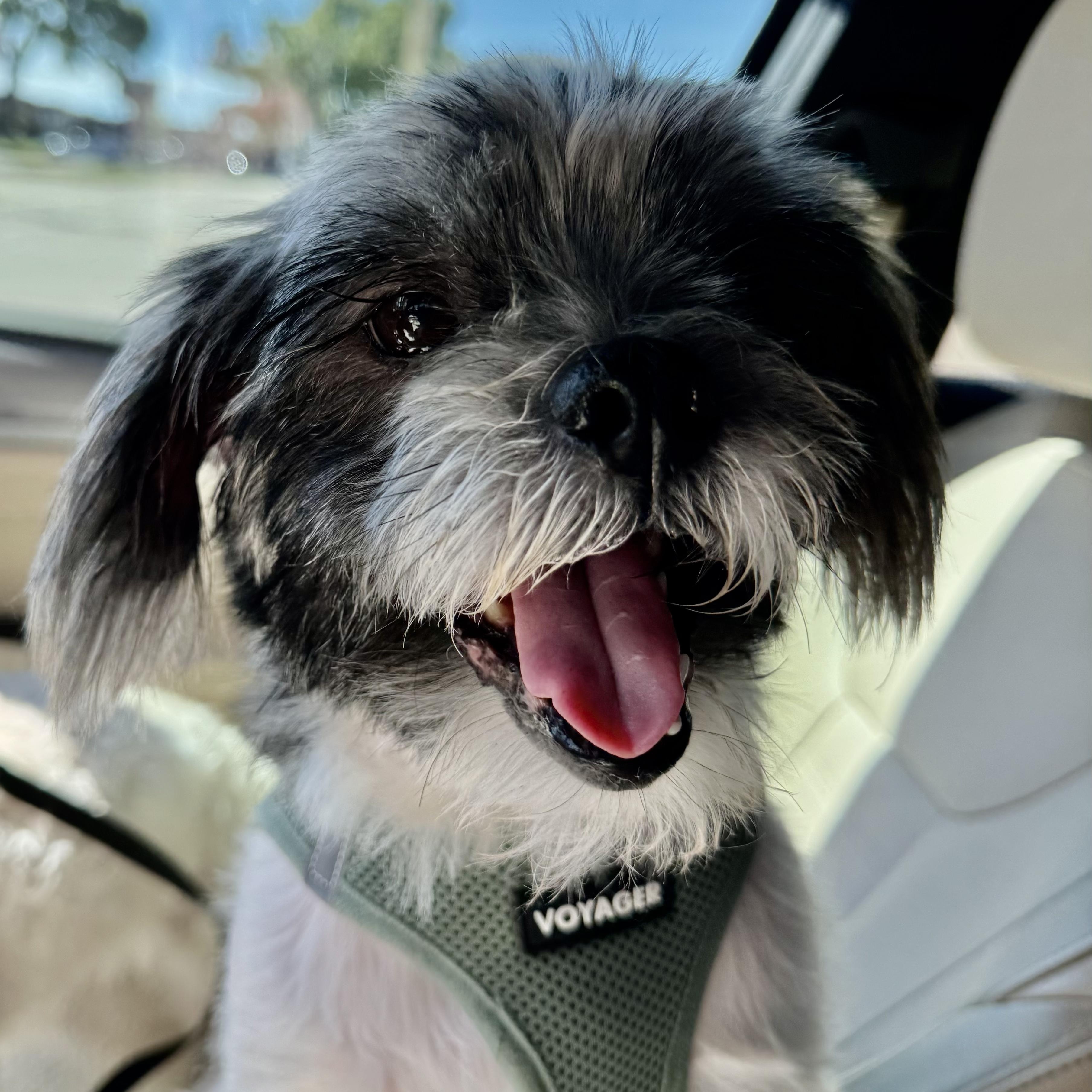 Connor Passage, Adoptable, Adult Male Lhasa Apso.