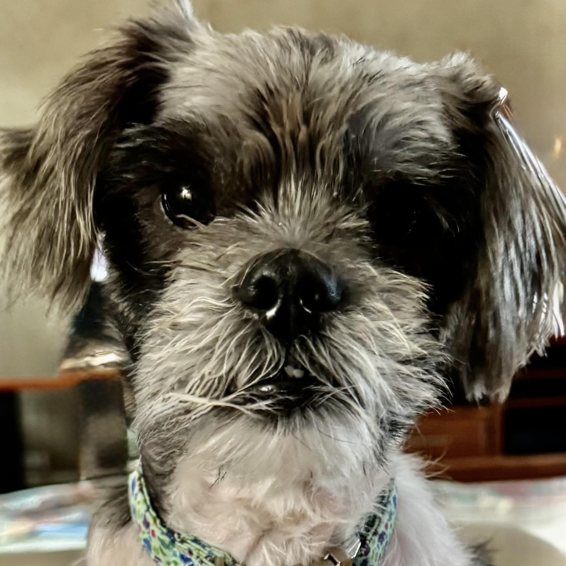 Enlarge Connor Passage, a Adoptable Lhasa Apso in Plano, TX image 2/3