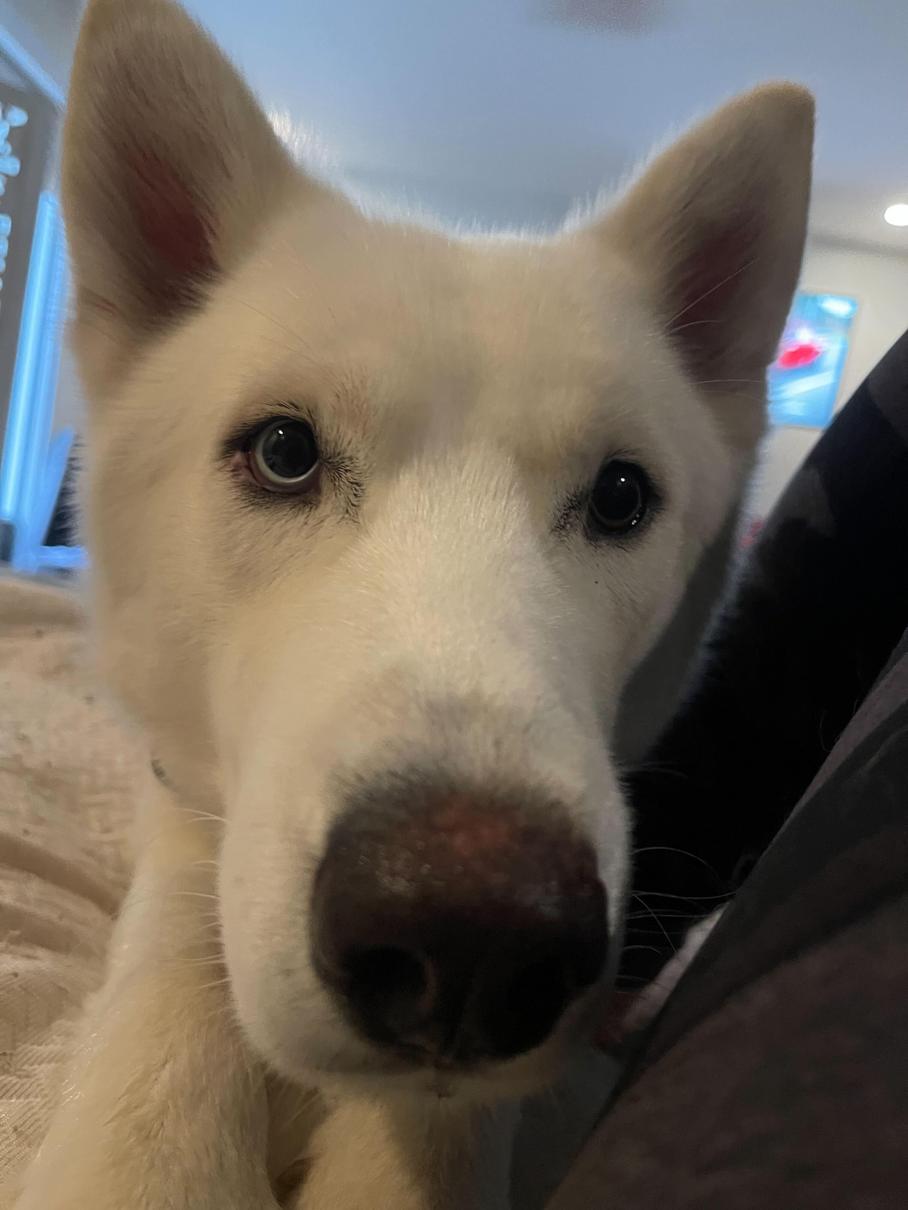 Blu, an adoptable Siberian Husky, Samoyed in San Rafael, CA, 94903 | Photo Image 6