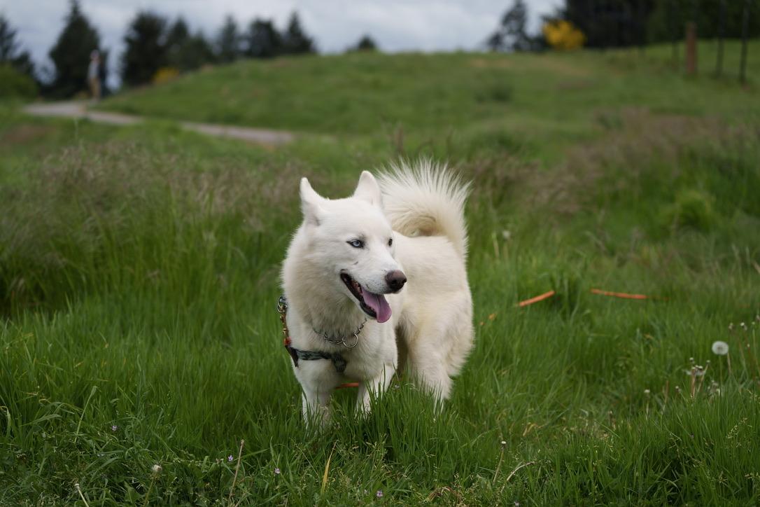 Blu, an adoptable Siberian Husky, Samoyed in San Rafael, CA, 94903 | Photo Image 1