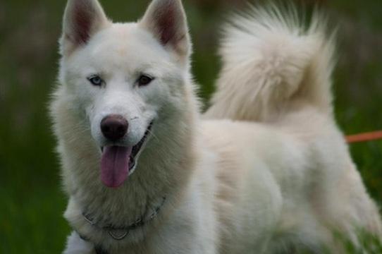 Blu, an adoptable Siberian Husky, Samoyed in San Rafael, CA, 94903 | Photo Image 2