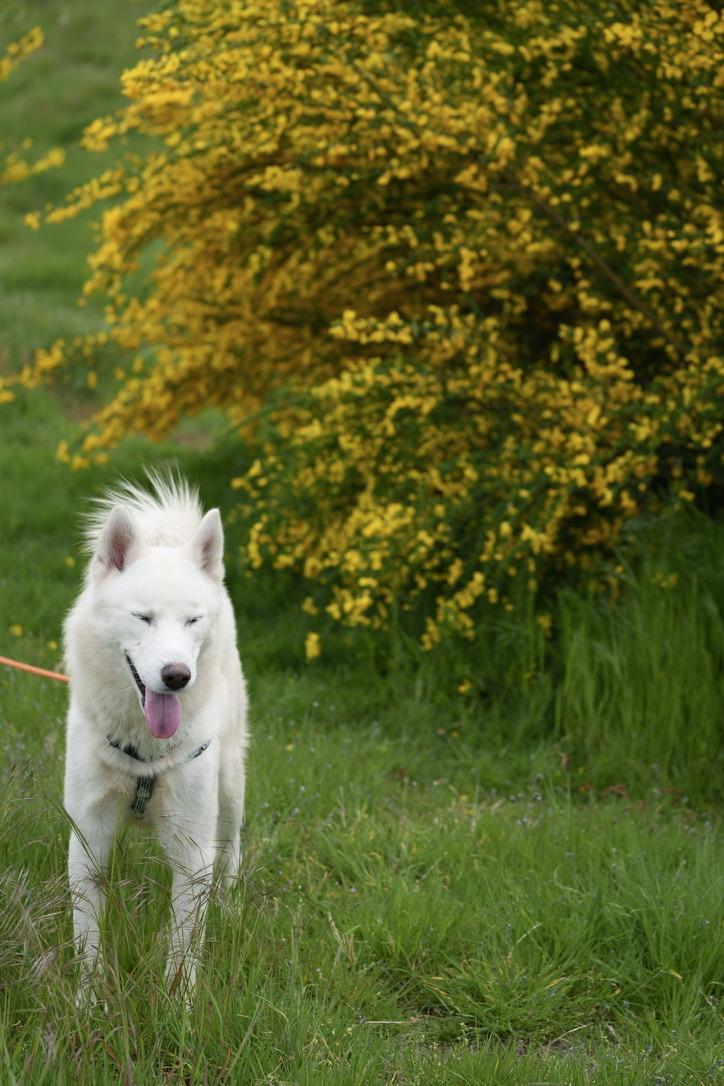 Blu, an adoptable Siberian Husky, Samoyed in San Rafael, CA, 94903 | Photo Image 5