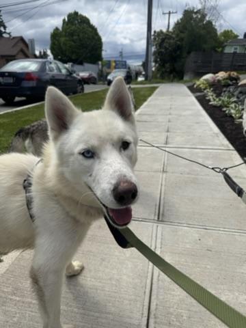 Blu, an adoptable Siberian Husky, Samoyed in San Rafael, CA, 94903 | Photo Image 3