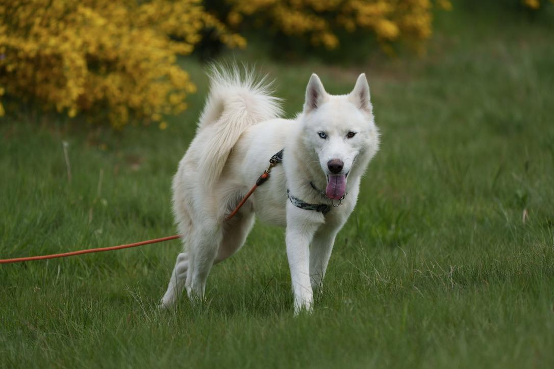 Blu, an adoptable Siberian Husky, Samoyed in San Rafael, CA, 94903 | Photo Image 4