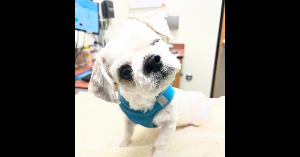 Enlarge London ( aka: Toby), a Adoptable mixed breed in Pomona, CA image 1/6