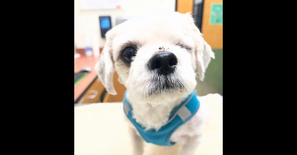 Enlarge London ( aka: Toby), a Adoptable mixed breed in Pomona, CA image 3/6