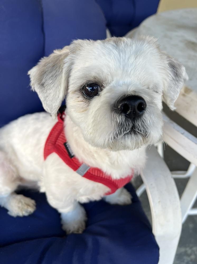 Enlarge London ( aka: Toby) - pending adoption, a Adoptable mixed breed in Pomona, CA image 3/6