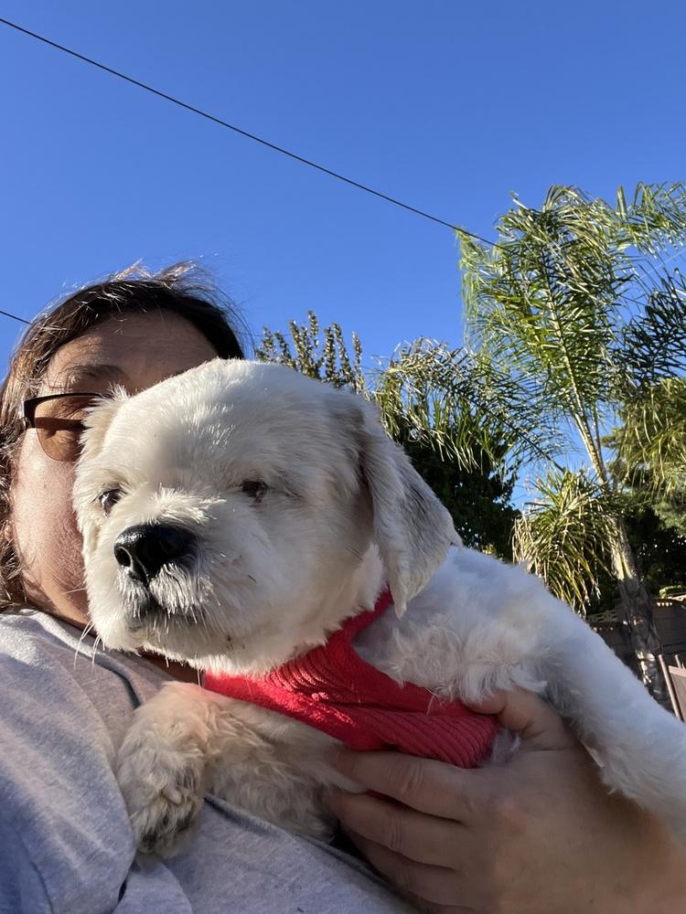 Enlarge London ( aka: Toby) - pending adoption, a Adoptable mixed breed in Pomona, CA image 4/6