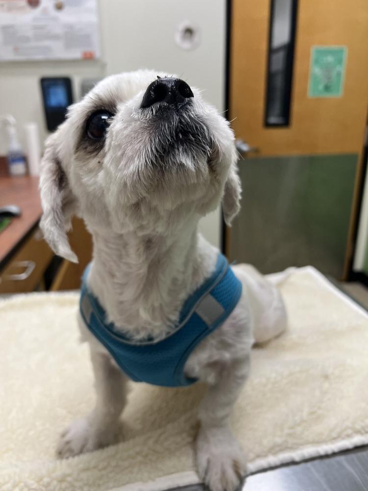 Enlarge London ( aka: Toby), a Adoptable mixed breed in Pomona, CA image 4/6