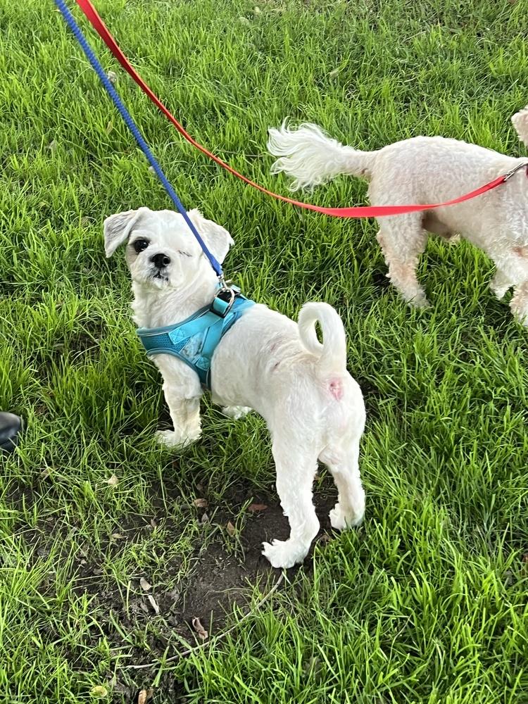 Enlarge London ( aka: Toby), a Adoptable mixed breed in Pomona, CA image 5/6