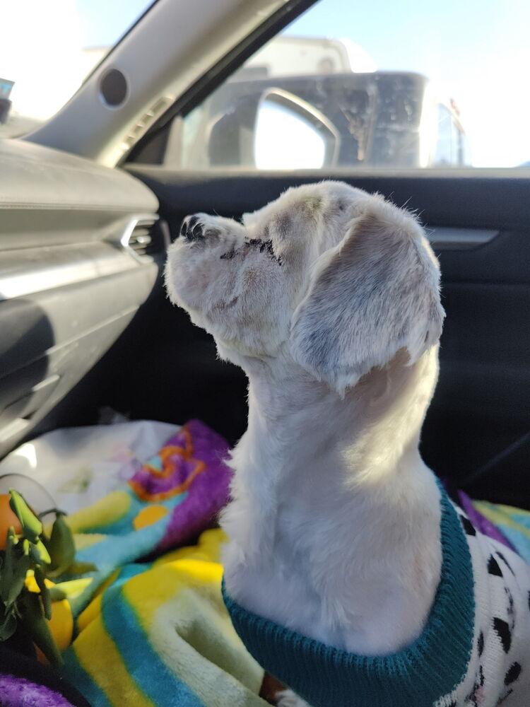 Enlarge London ( aka: Toby), a Adoptable mixed breed in Pomona, CA image 6/6