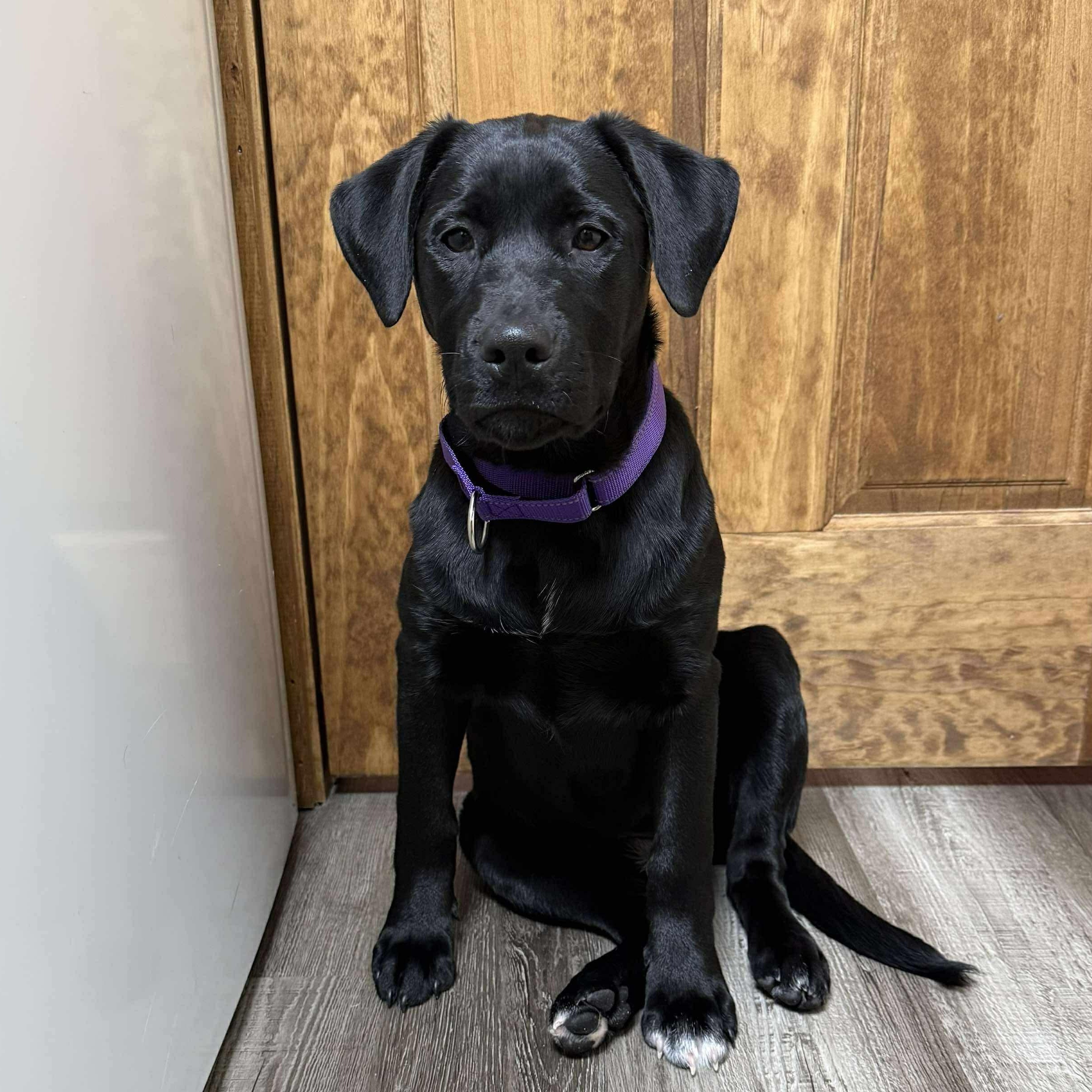 Belle , Adoptable, Puppy Female Mixed Breed.