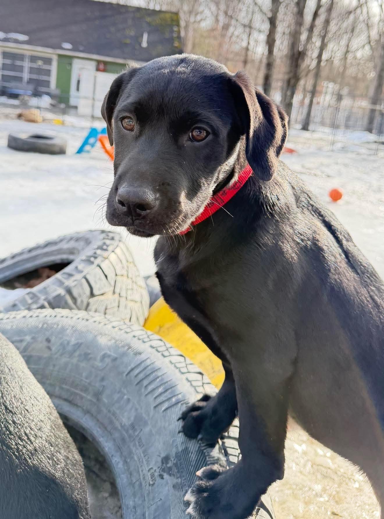 Enlarge Belle , a Adoptable Mixed Breed in Argyle, NY image 2/2