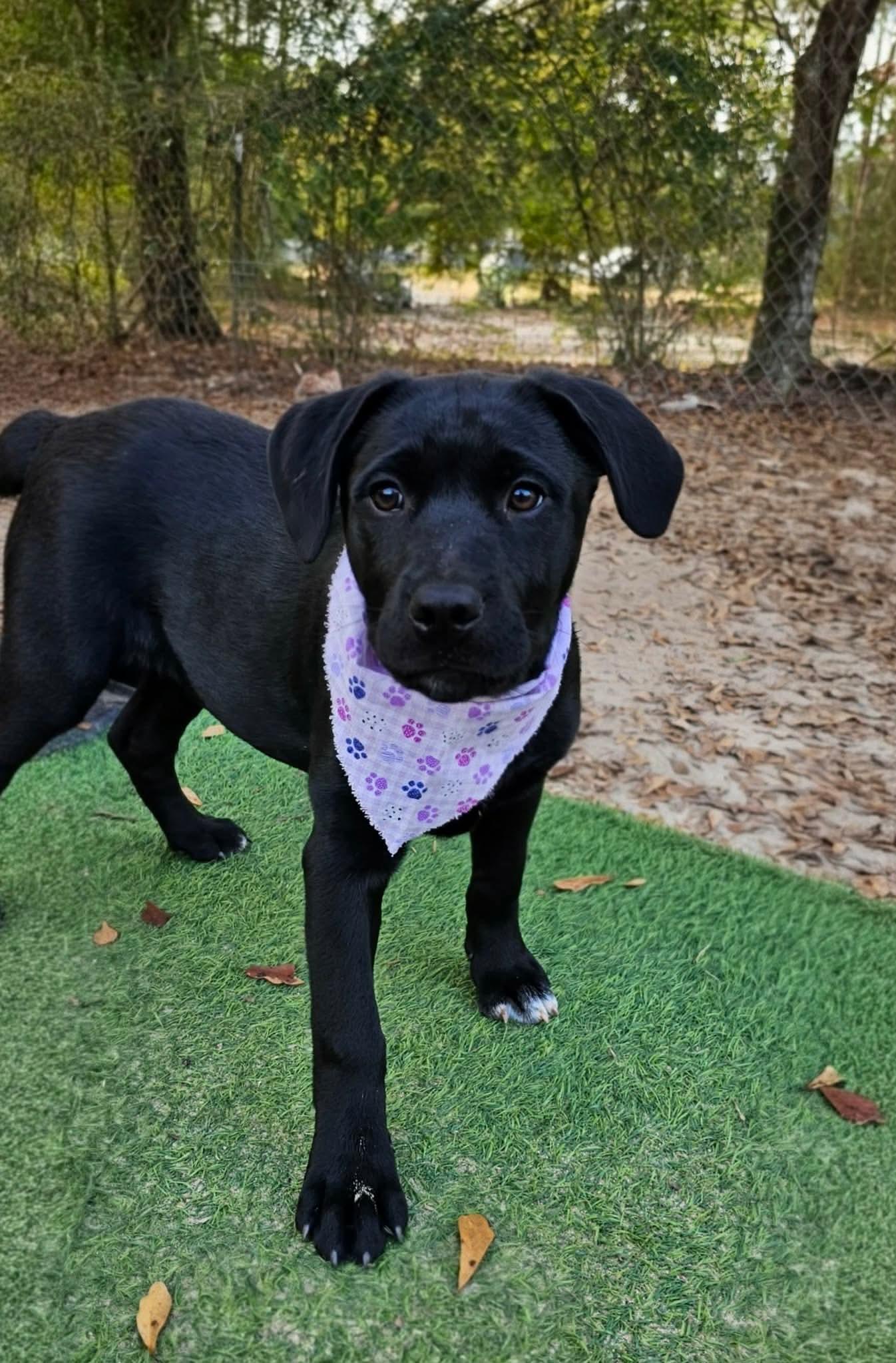 Belle , Adoptable, Puppy Female Mixed Breed.