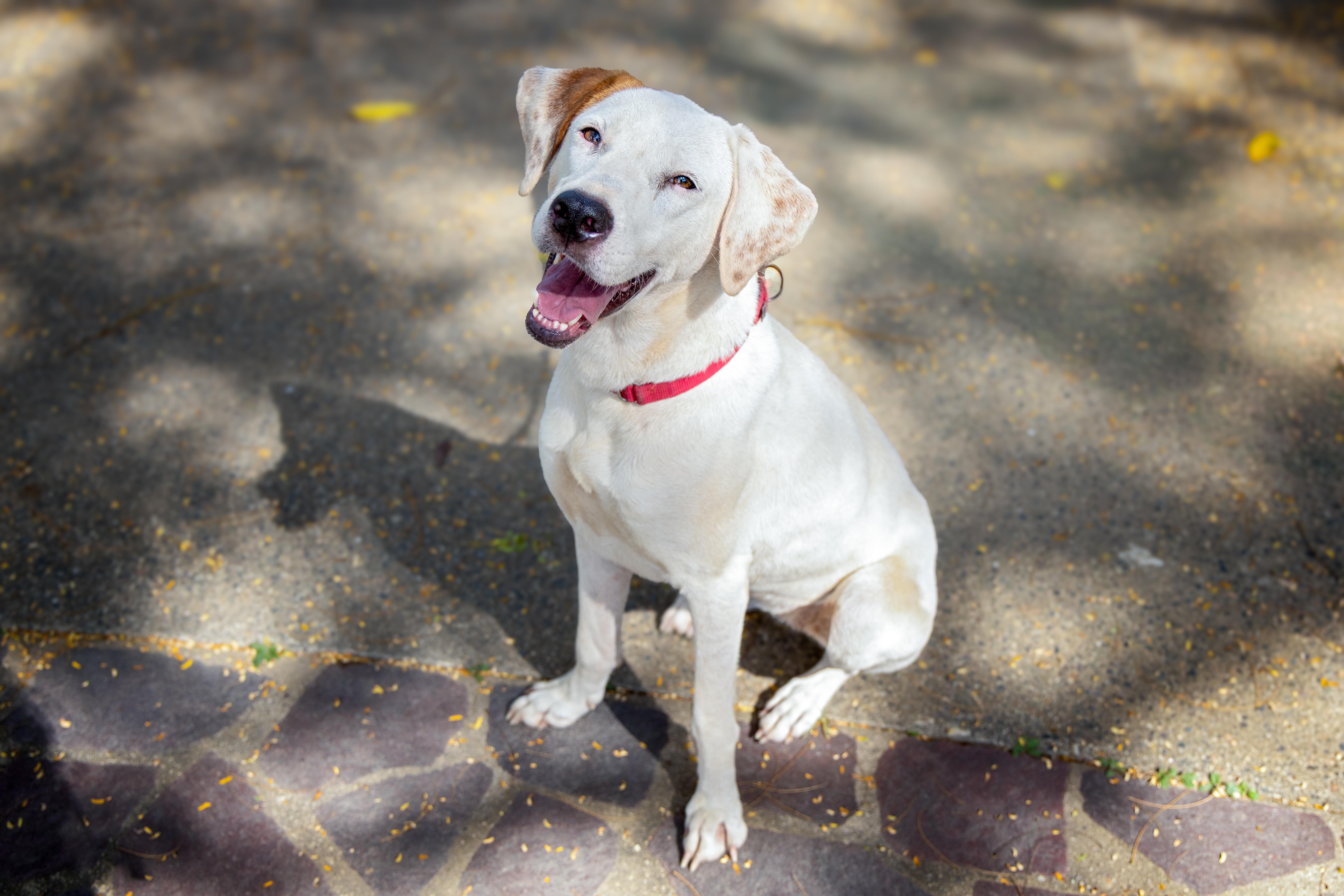 Nuba, Adoptable, Adult Female Labrador Retriever & Pointer.
