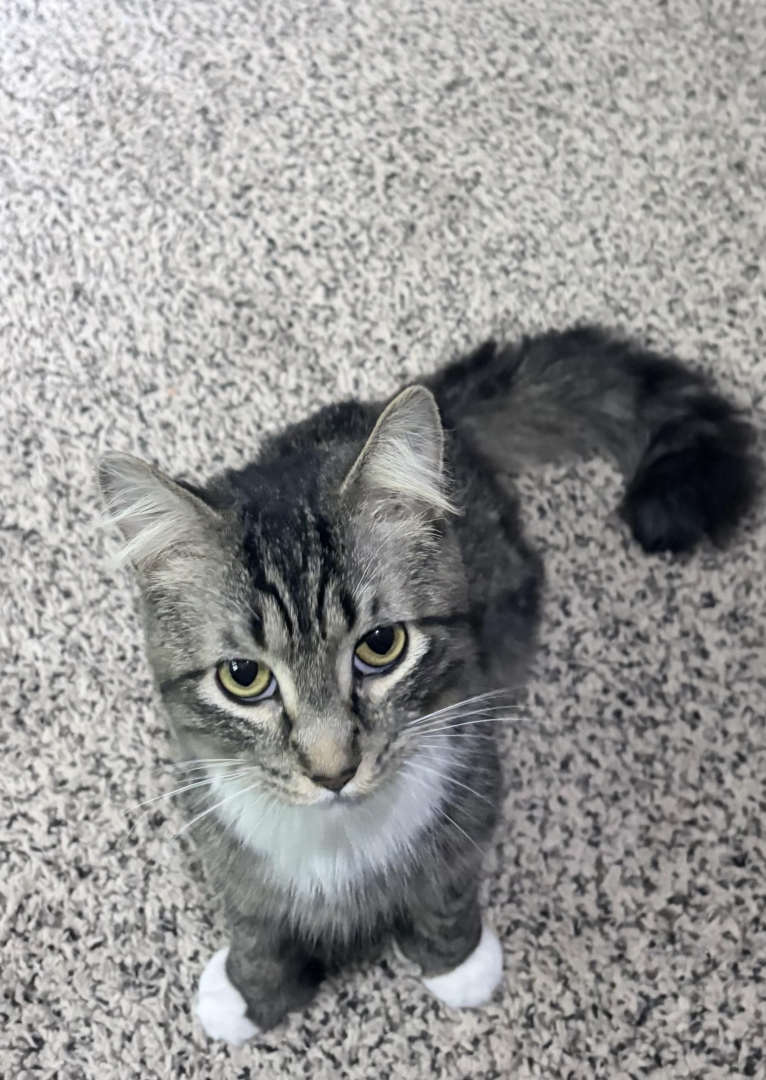 Newt: video!!, a ADOPTABLE mixed breed in Edinburg, PA image 3/6
