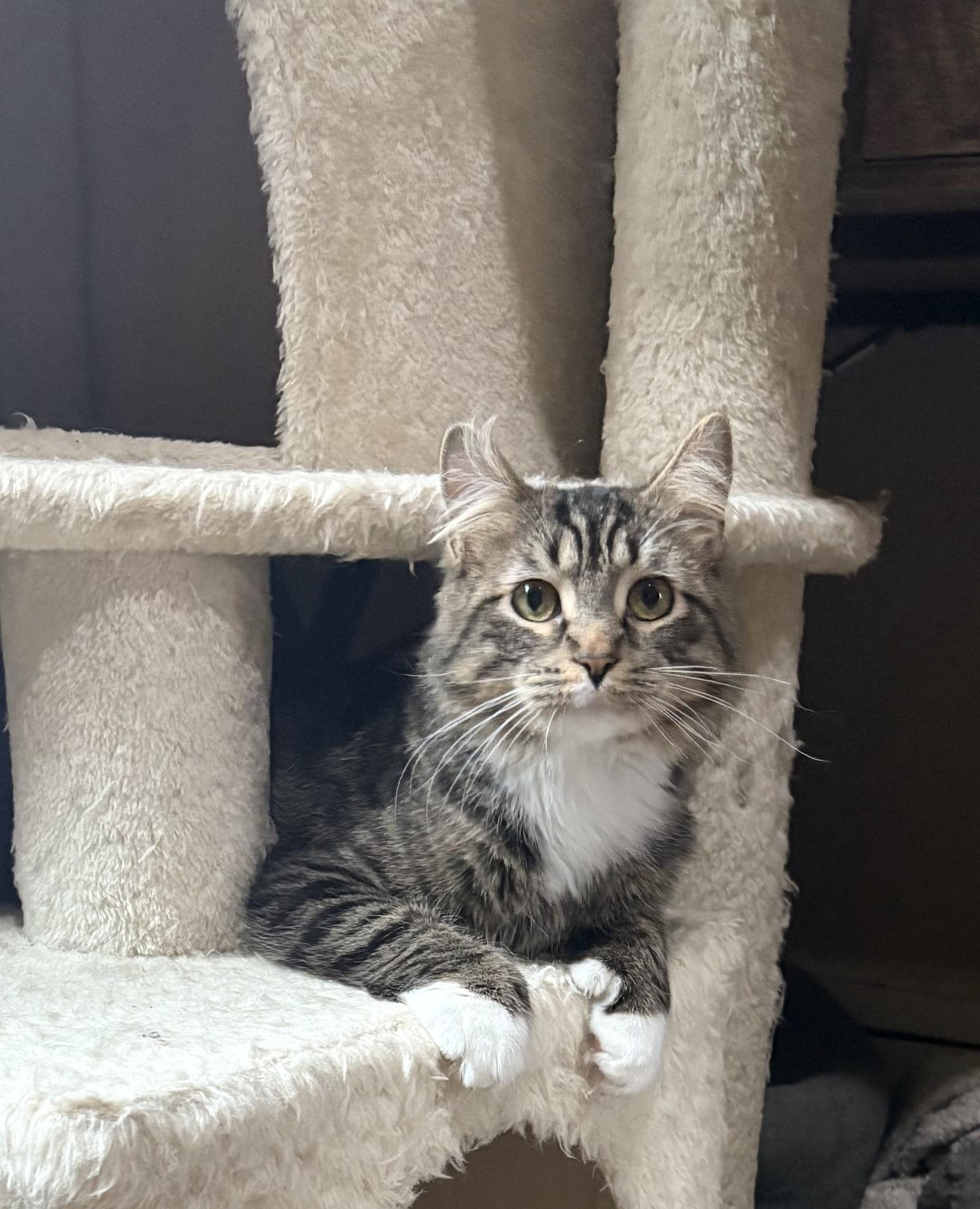 Newt: video!!, ADOPTABLE, Young Male Domestic Medium Hair & Extra-Toes Cat / Hemingway Polydactyl.