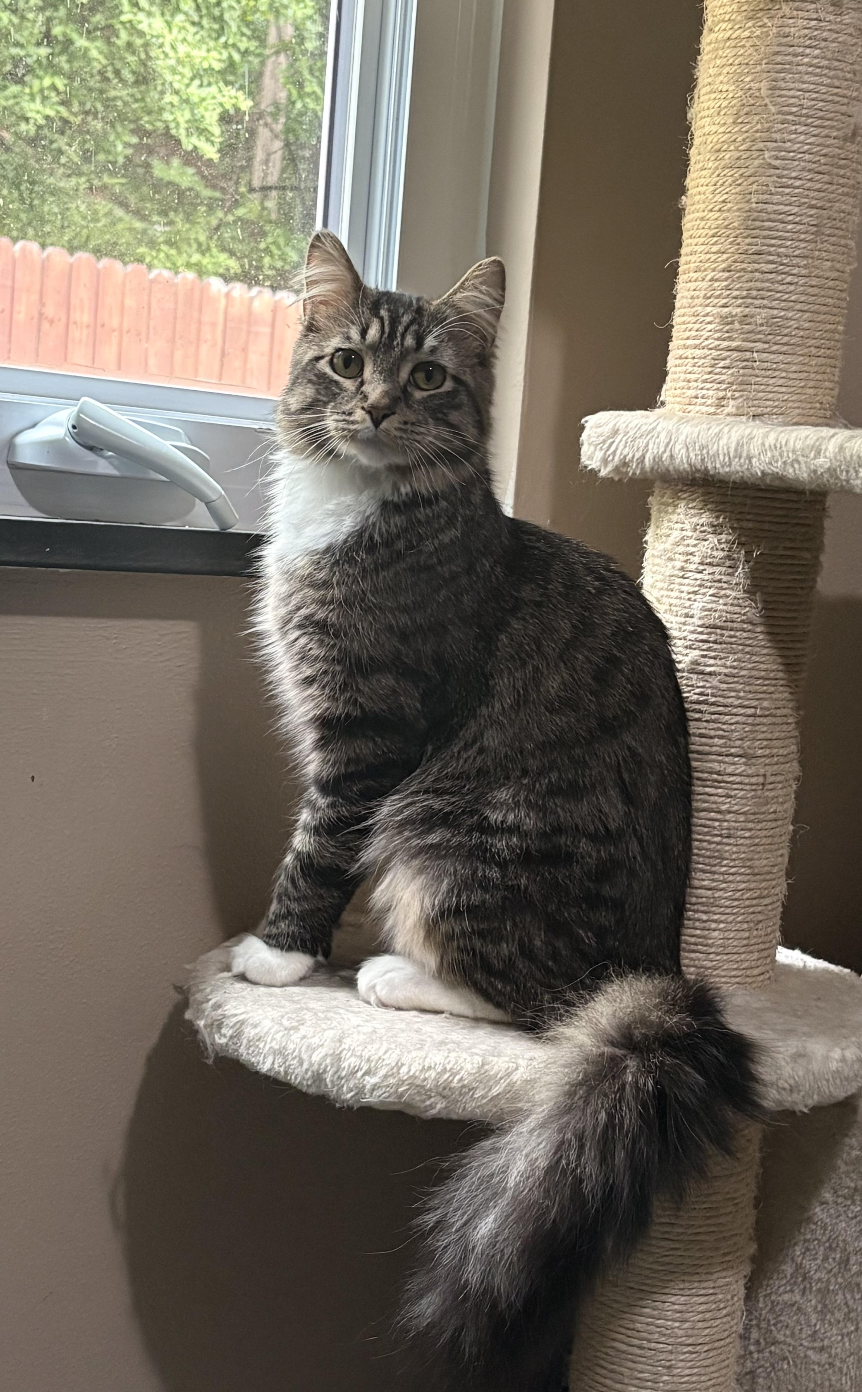 Newt: video!!, a ADOPTABLE mixed breed in Edinburg, PA image 5/6