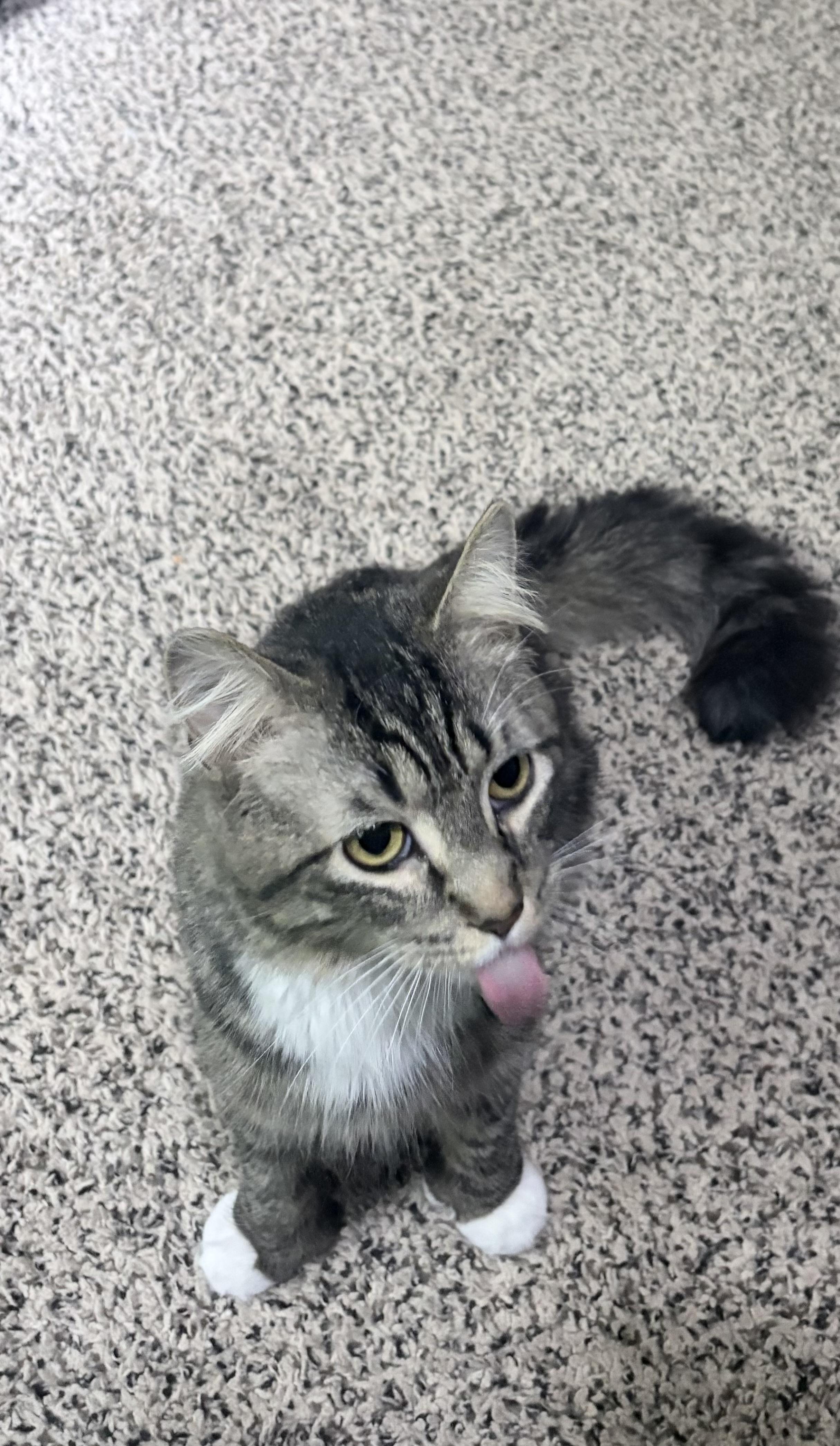 Newt: video!!, a ADOPTABLE mixed breed in Edinburg, PA image 6/6