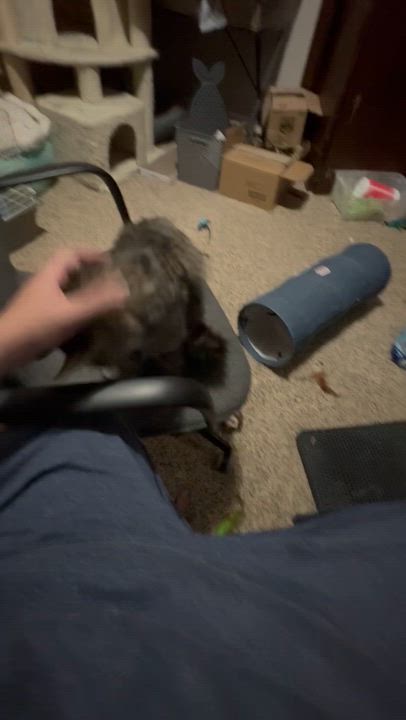 Enlarge Newt: video!!, a ADOPTABLE mixed breed in Edinburg, PA video 2/6