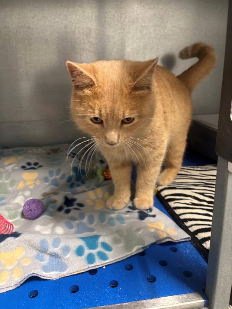 Cheeto Puff, Adoptable, Adult Male Domestic Medium Hair.