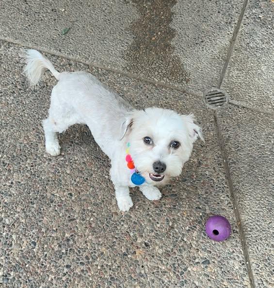 Hank and Lucy, Adoptable, Young Male Maltipoo.