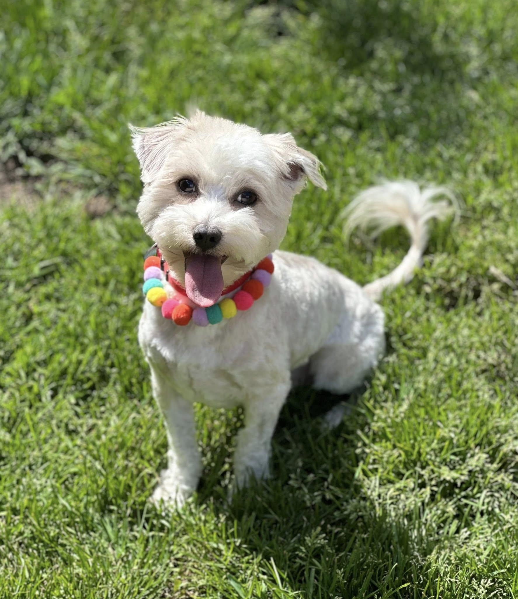 Enlarge Hank and Lucy, a Adoptable mixed breed in Tracy, CA image 2/4