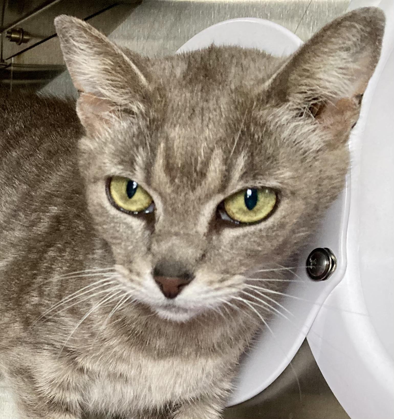 Enlarge Delilah, a ADOPTABLE mixed breed in Sandusky, MI image 4/5