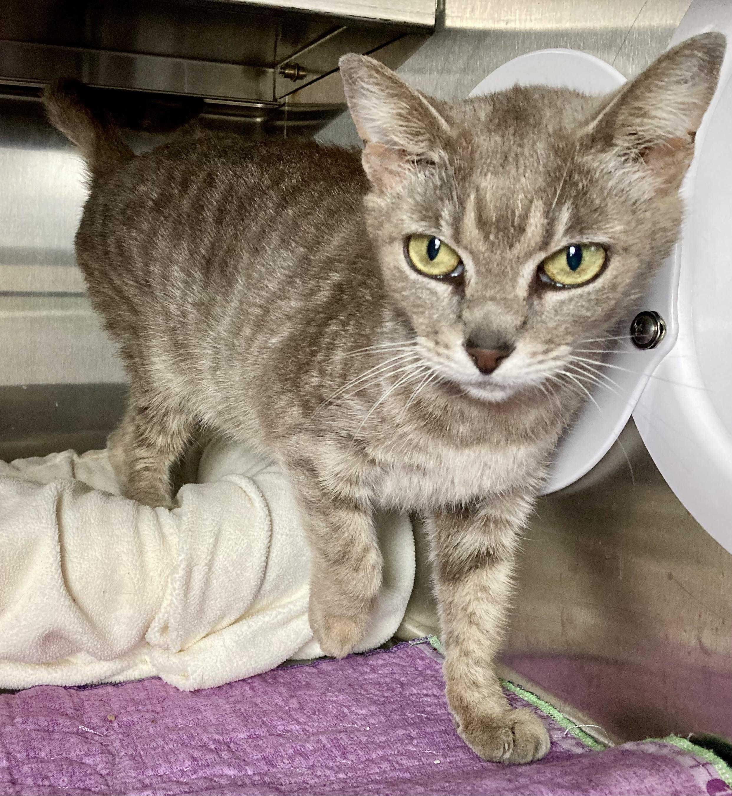 Delilah, ADOPTABLE, Adult Female Domestic Medium Hair & Tabby.