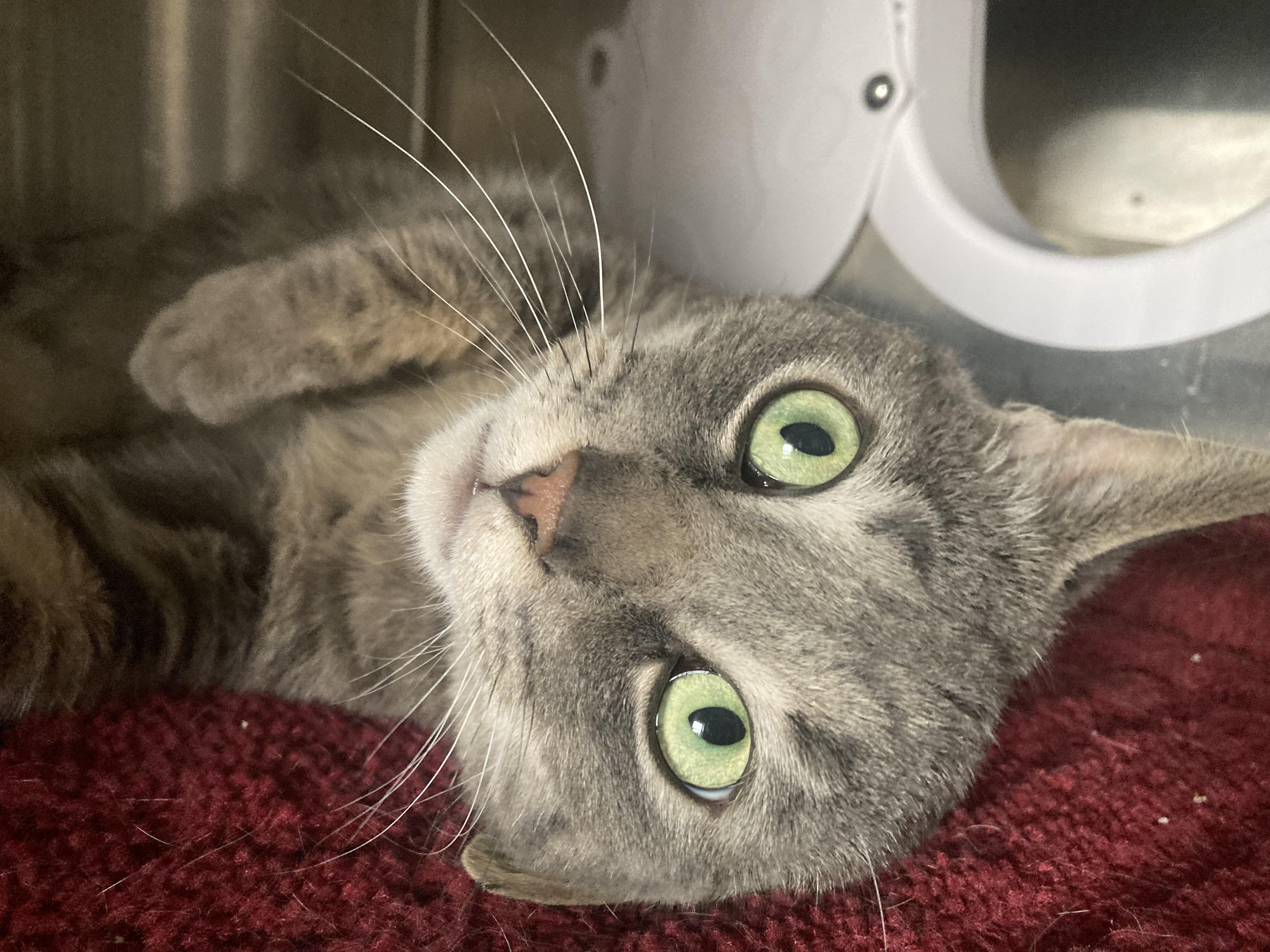 Enlarge Delilah, a ADOPTABLE mixed breed in Sandusky, MI image 2/5