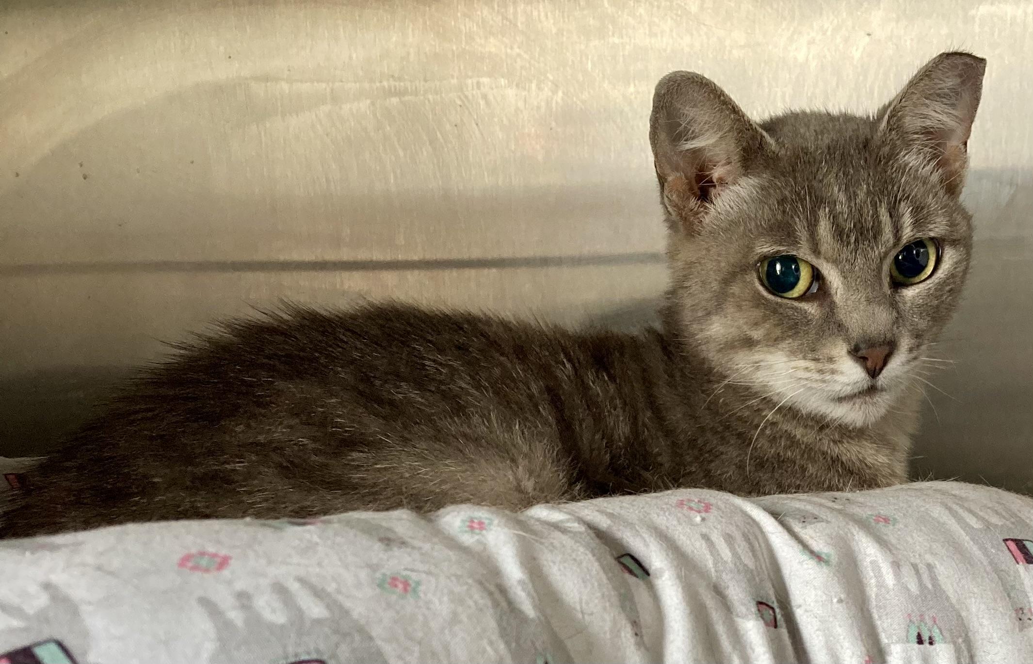 Enlarge Delilah, a ADOPTABLE mixed breed in Sandusky, MI image 5/5