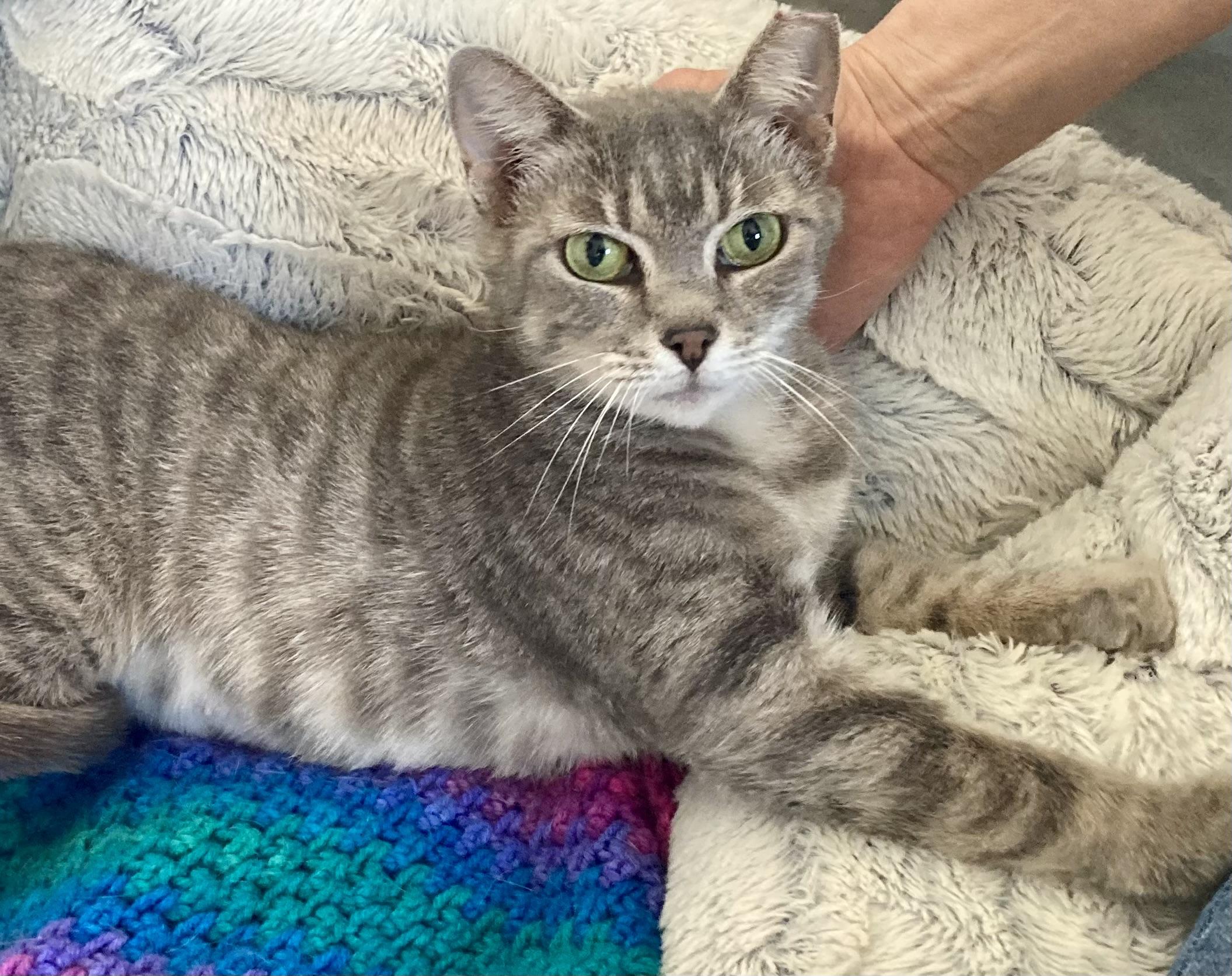 Delilah, ADOPTABLE, Adult Female Domestic Medium Hair & Tabby.