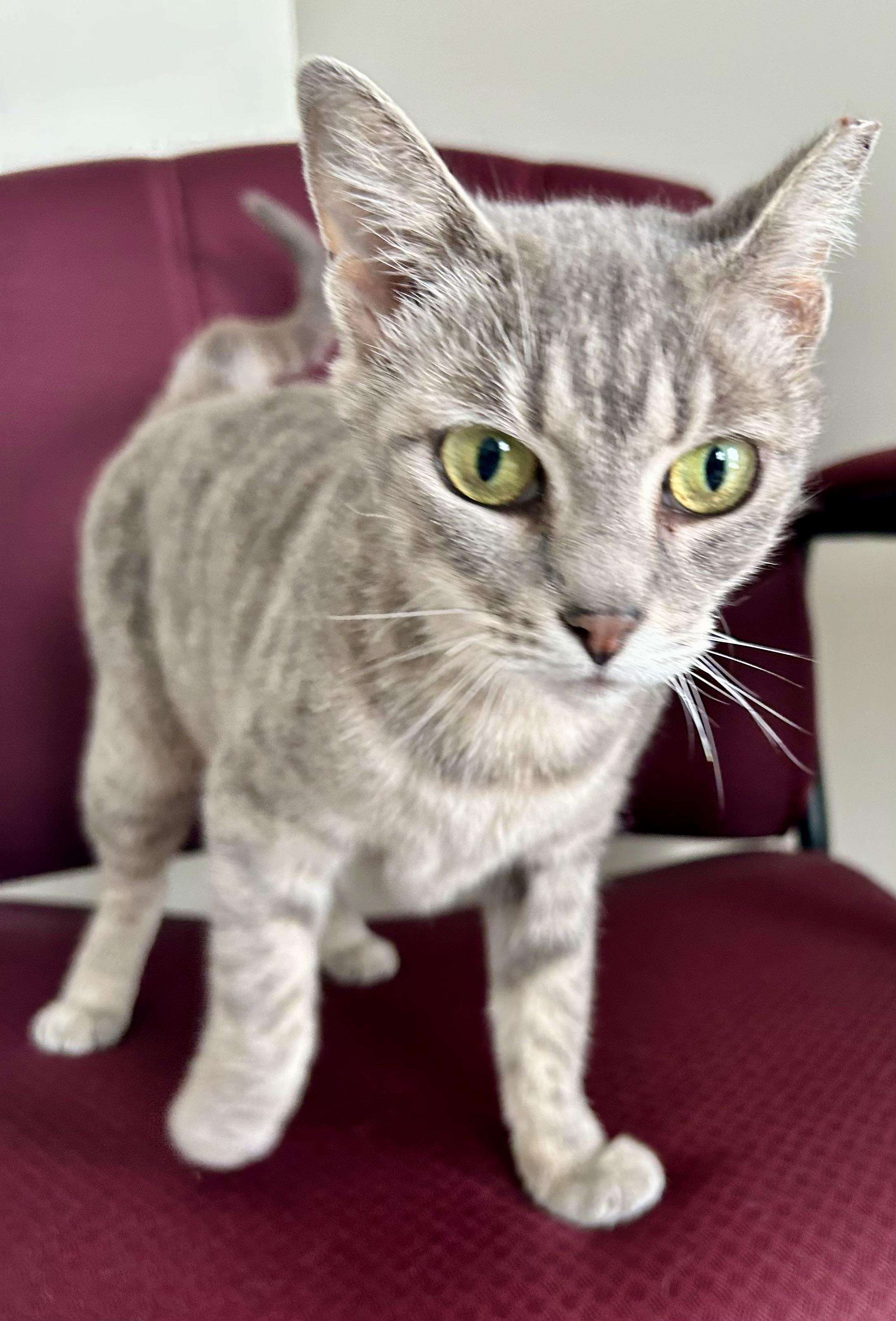 Delilah, ADOPTABLE, Adult Female Domestic Medium Hair & Tabby.