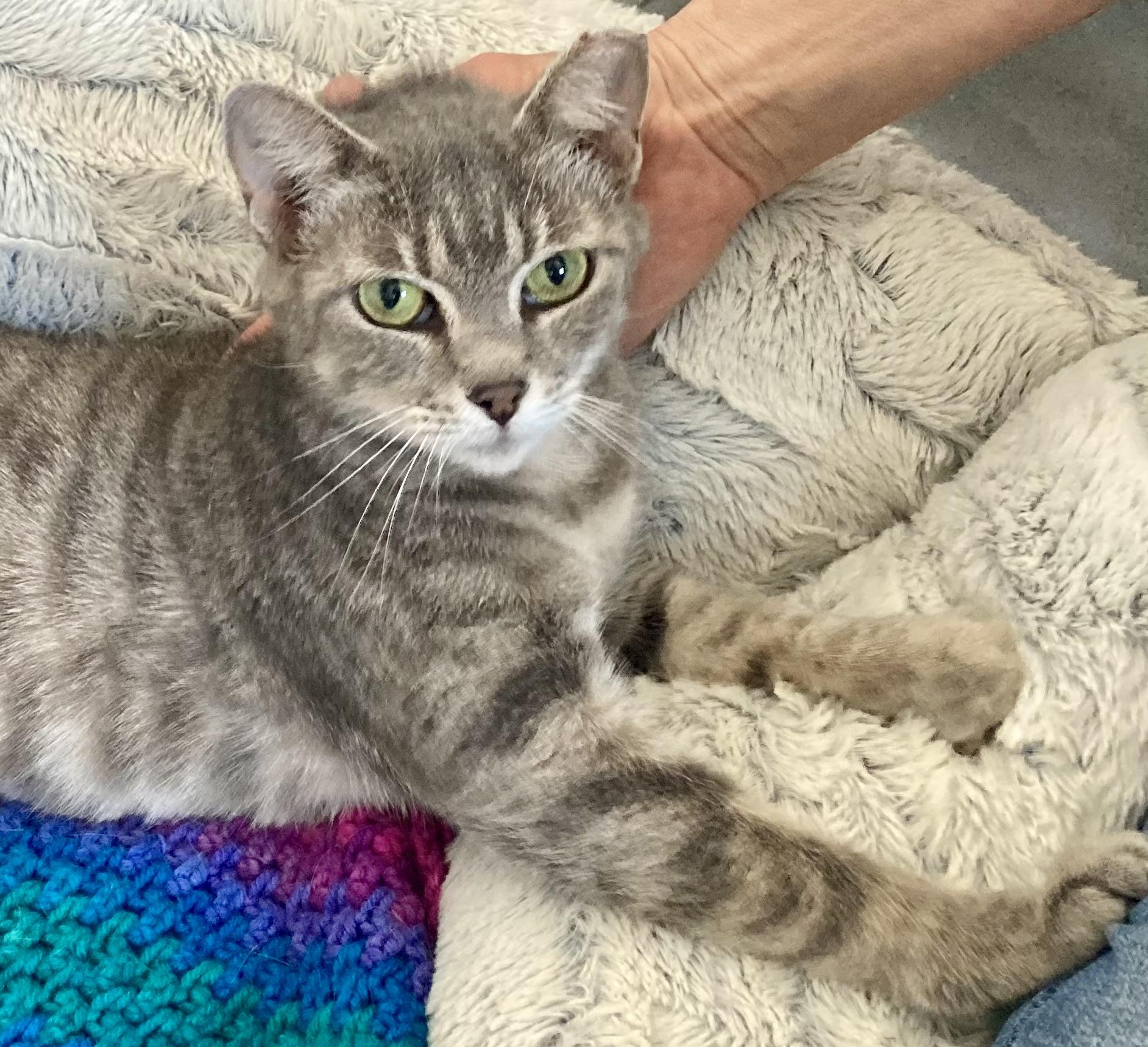 Delilah, a ADOPTABLE mixed breed in Sandusky, MI image 2/5