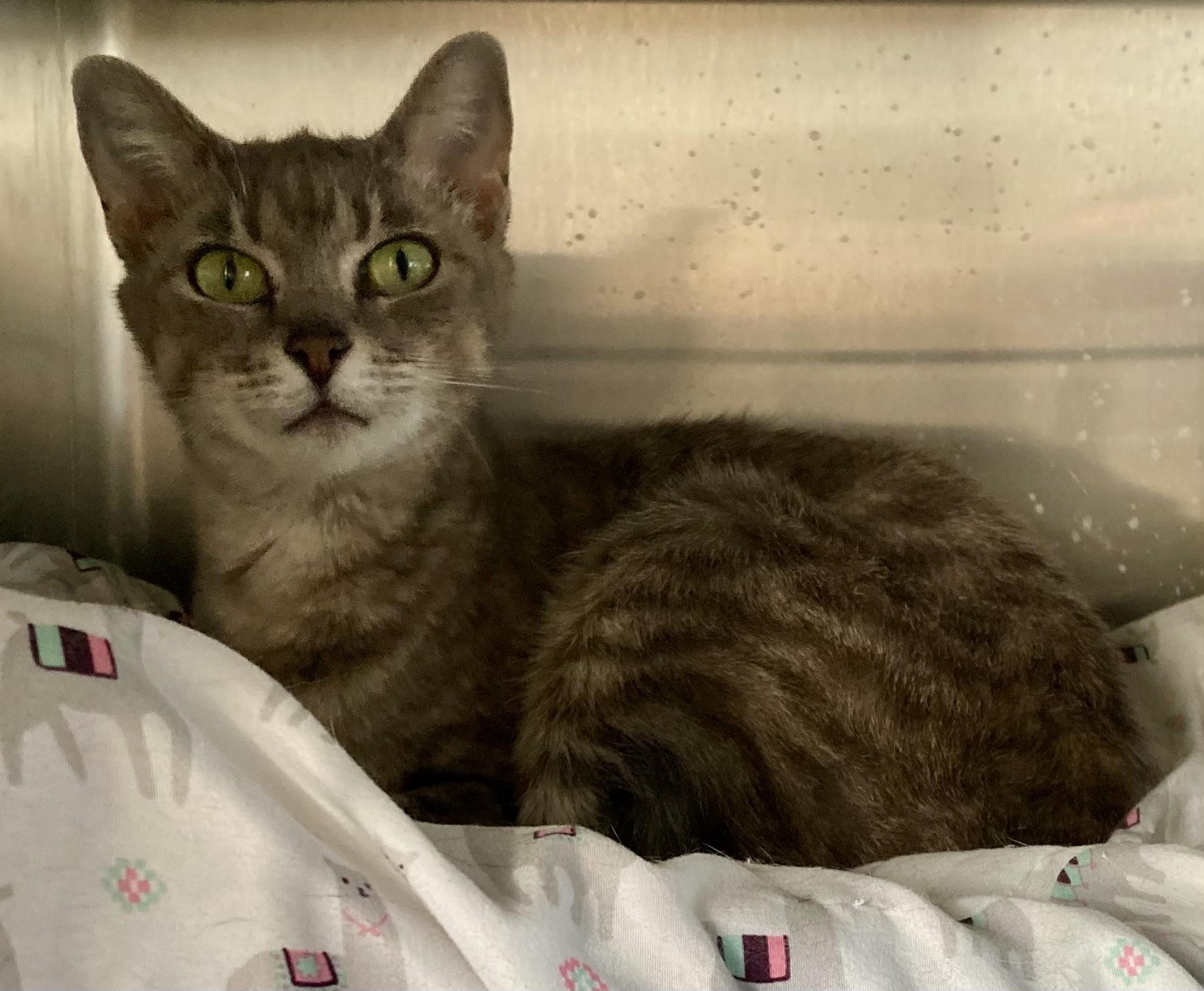 Enlarge Delilah, a ADOPTABLE mixed breed in Sandusky, MI image 3/5