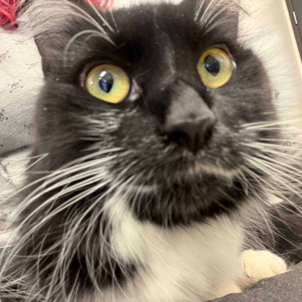 Jinx, Adoptable, Young Female Domestic Long Hair.