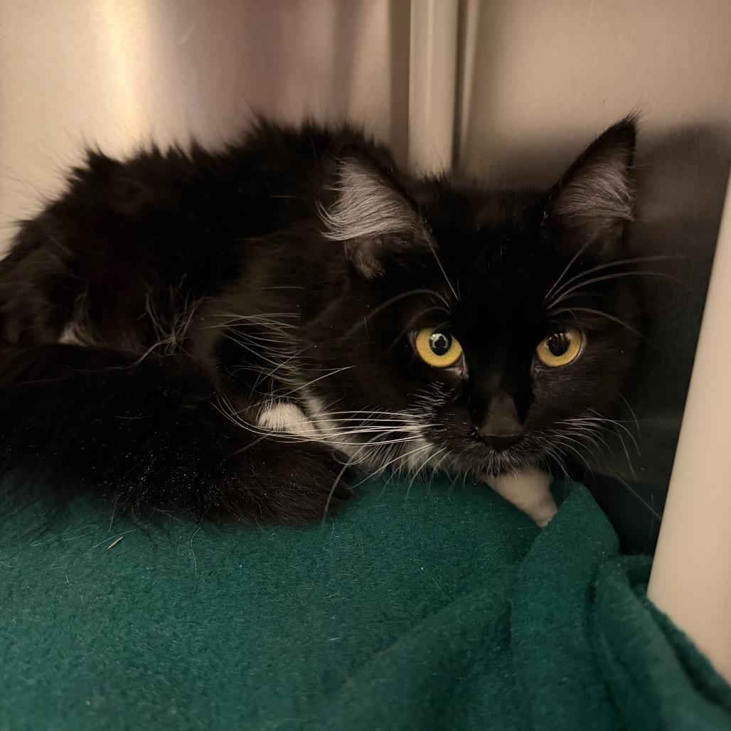 Jinx, a Adoptable Domestic Long Hair in International Falls, MN image 2/3