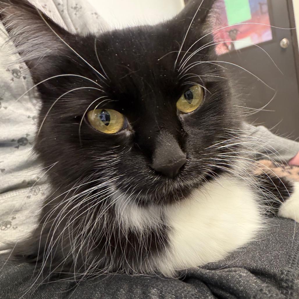 Jinx, a Adoptable Domestic Long Hair in International Falls, MN image 3/3