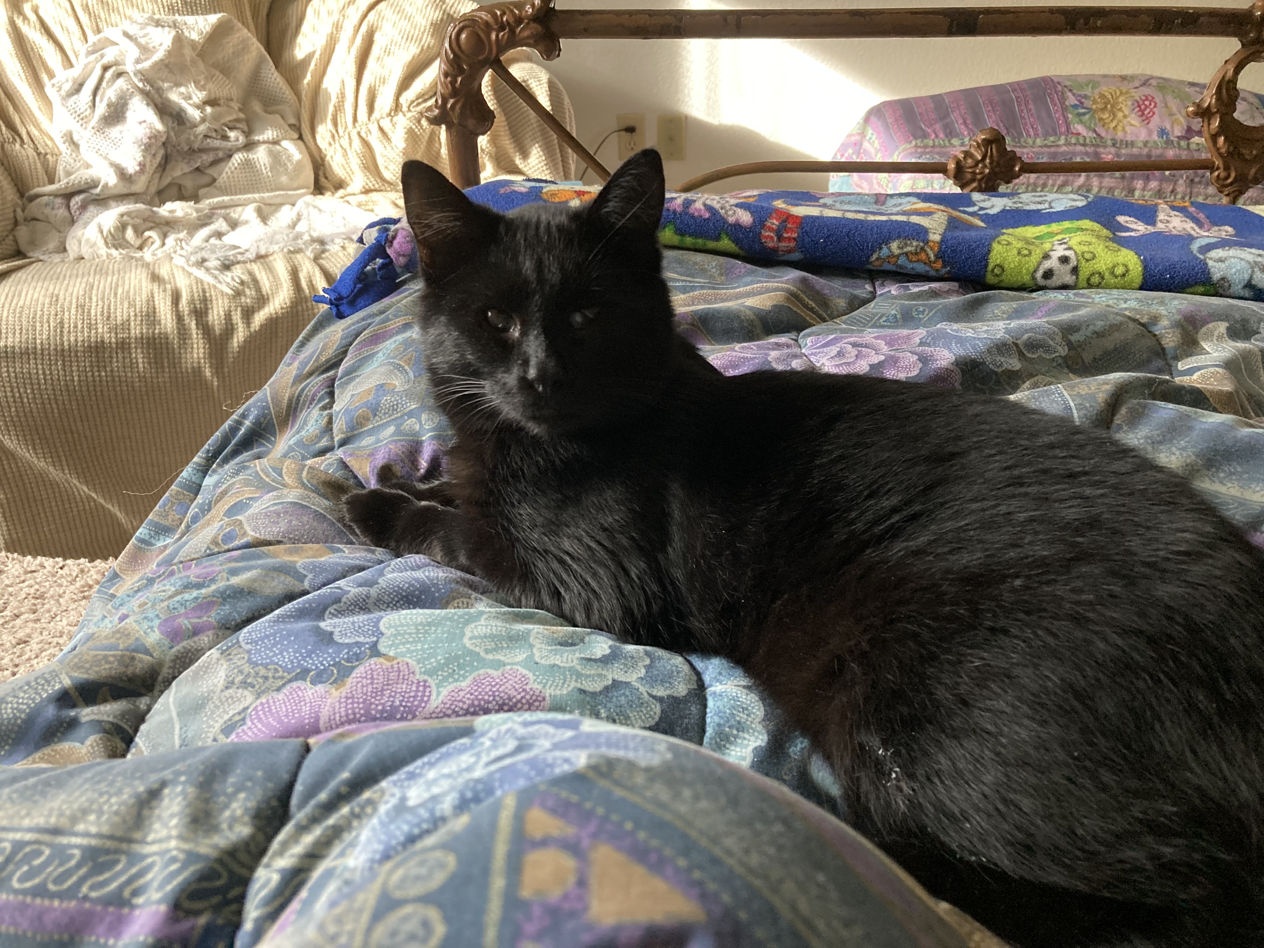 SQUEAKY PETE, a Adoptable Domestic Short Hair in Puyallup, WA image 1/5