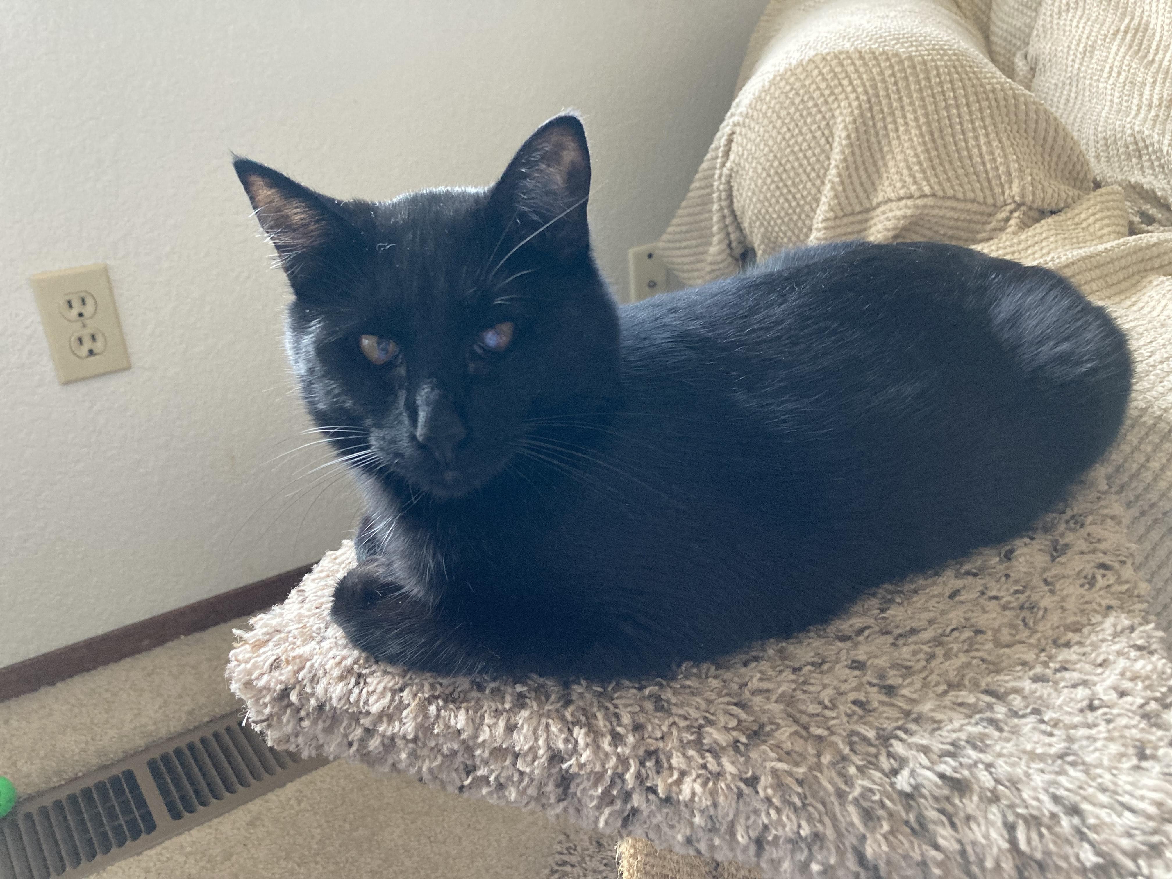 SQUEAKY PETE, a Adoptable Domestic Short Hair in Puyallup, WA image 2/5